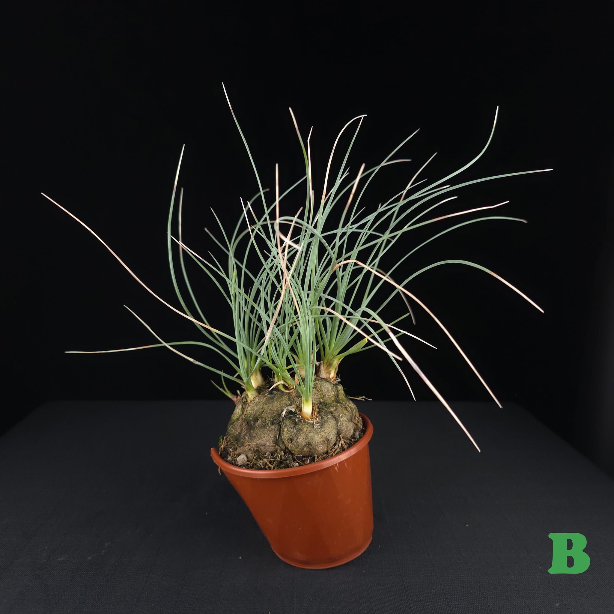 Calibanus hookeri