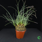 Calibanus hookeri
