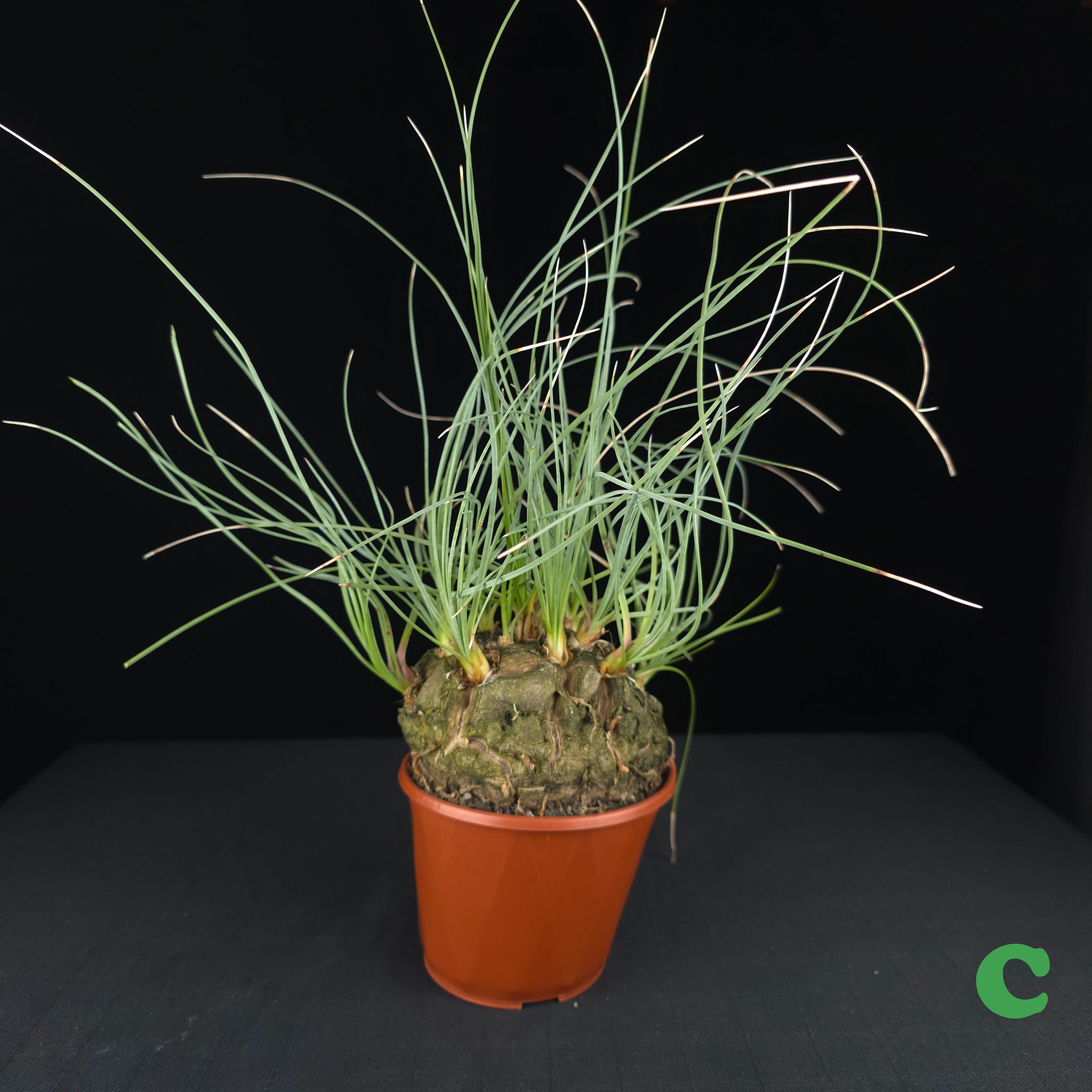 Calibanus hookeri