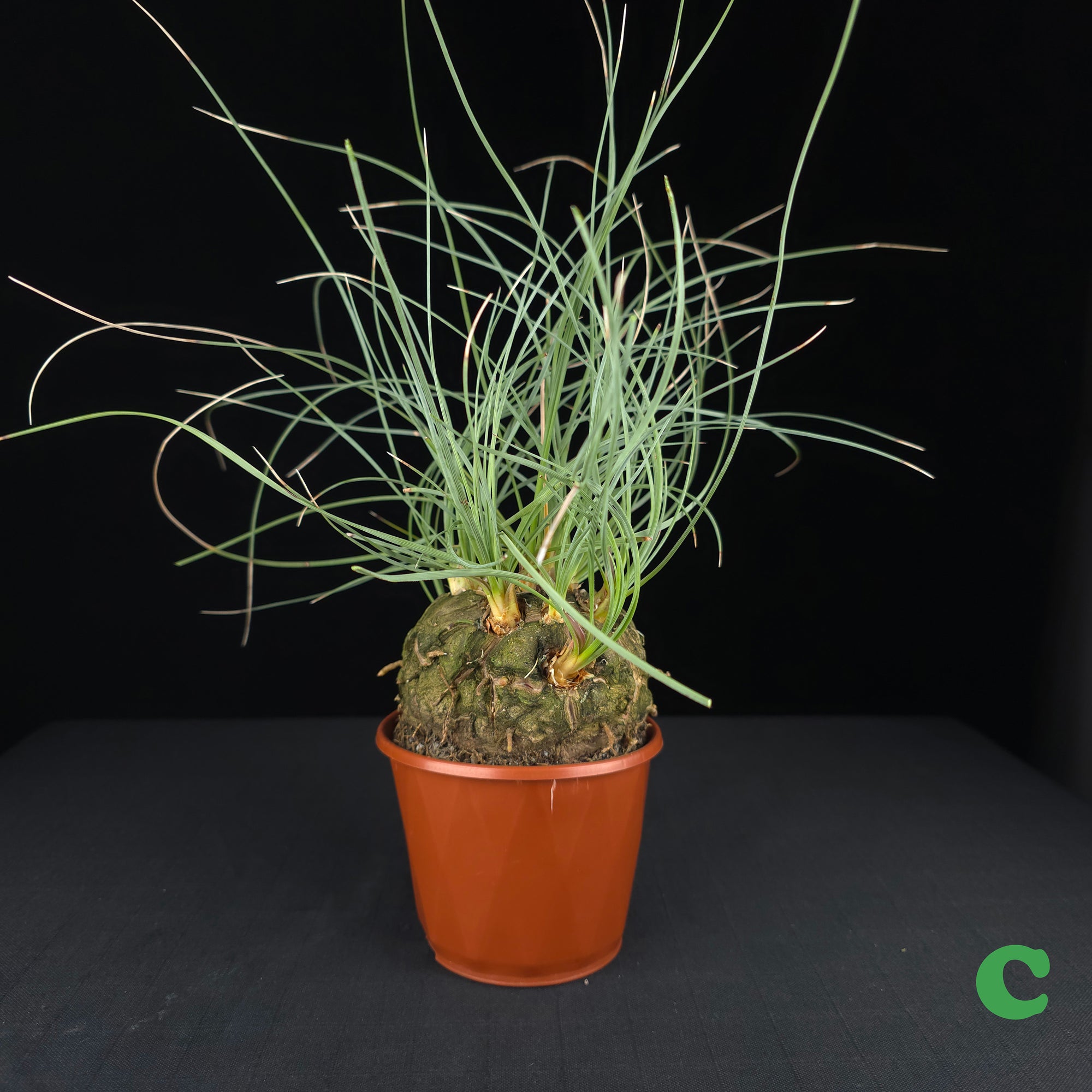 Calibanus hookeri