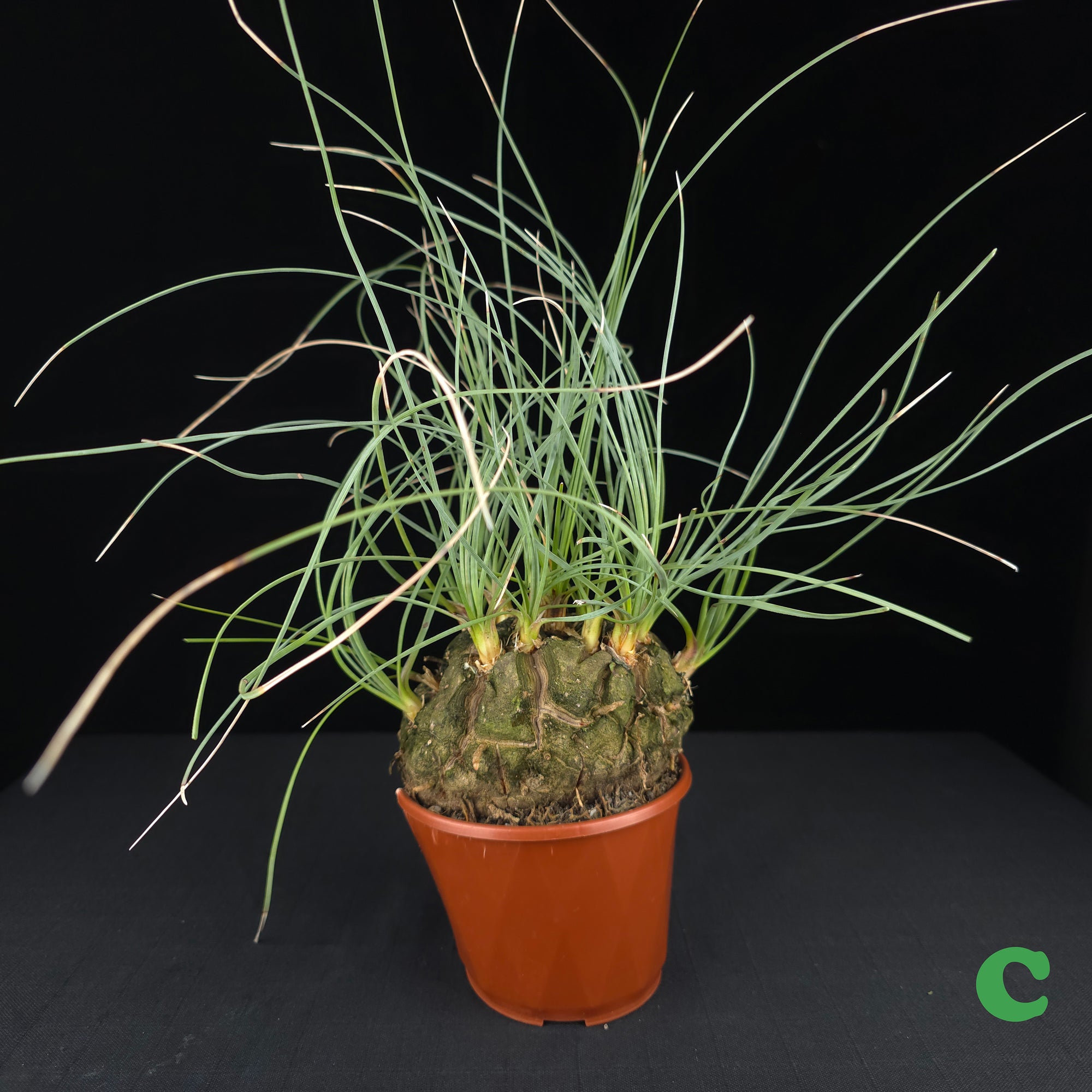 Calibanus hookeri