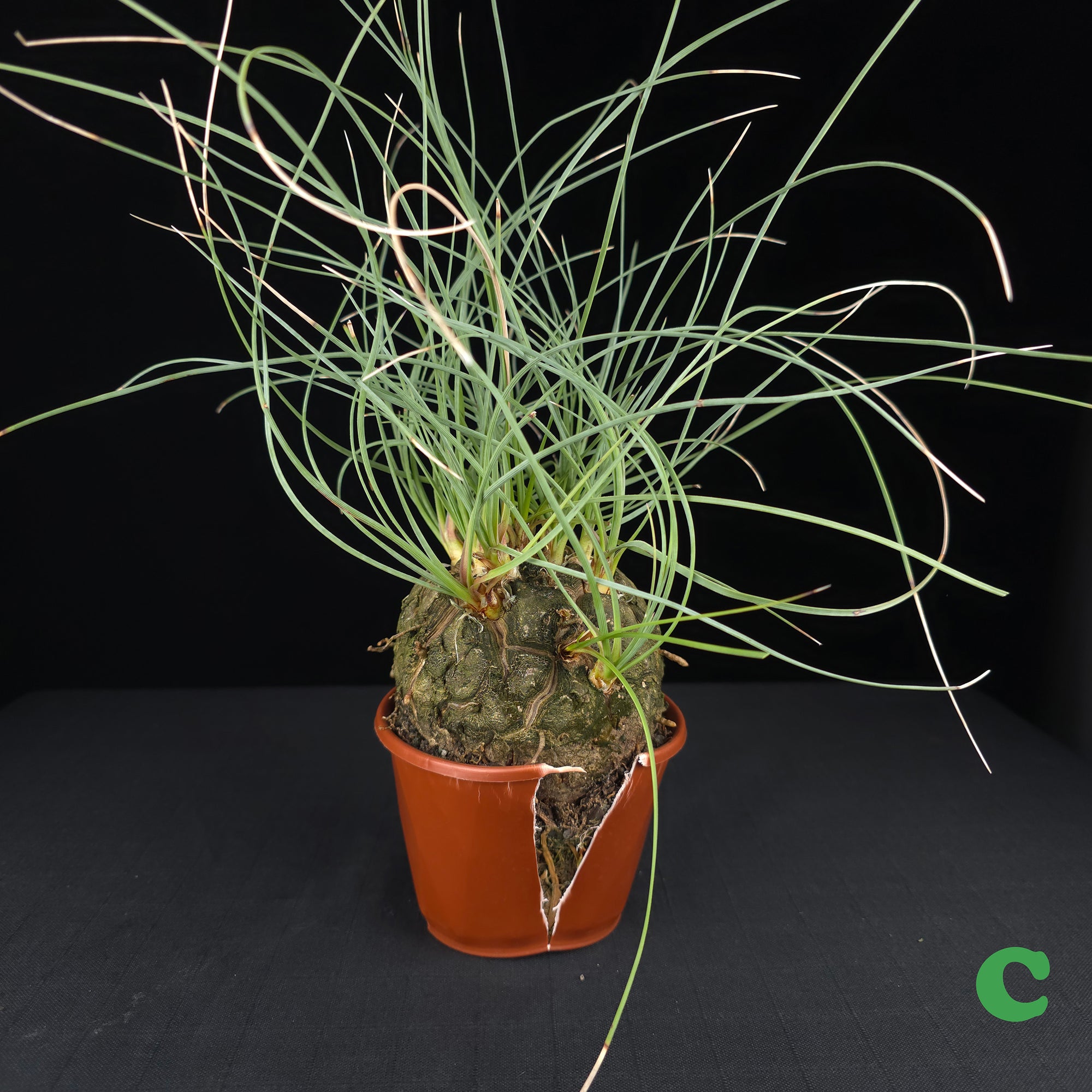 Calibanus hookeri