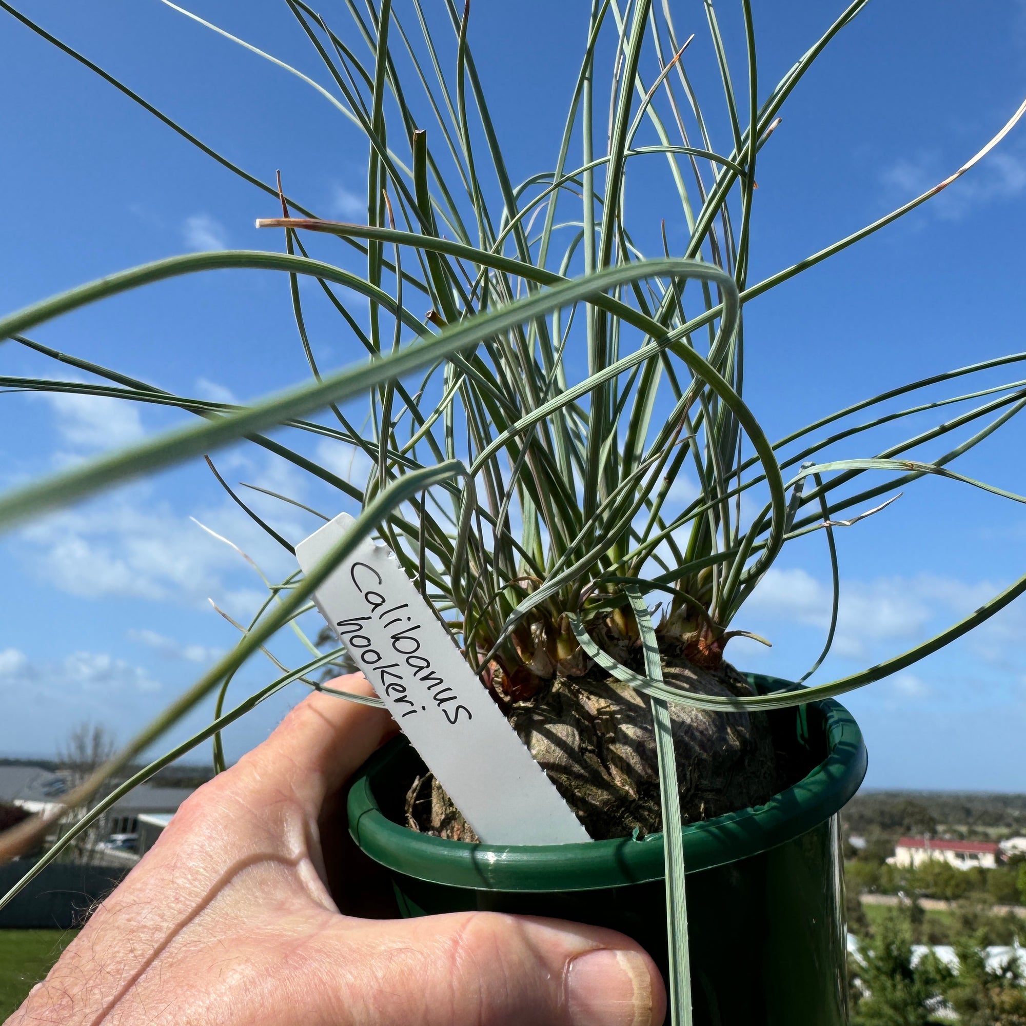 Calibanus hookeri - The Rare Ponytail Palm