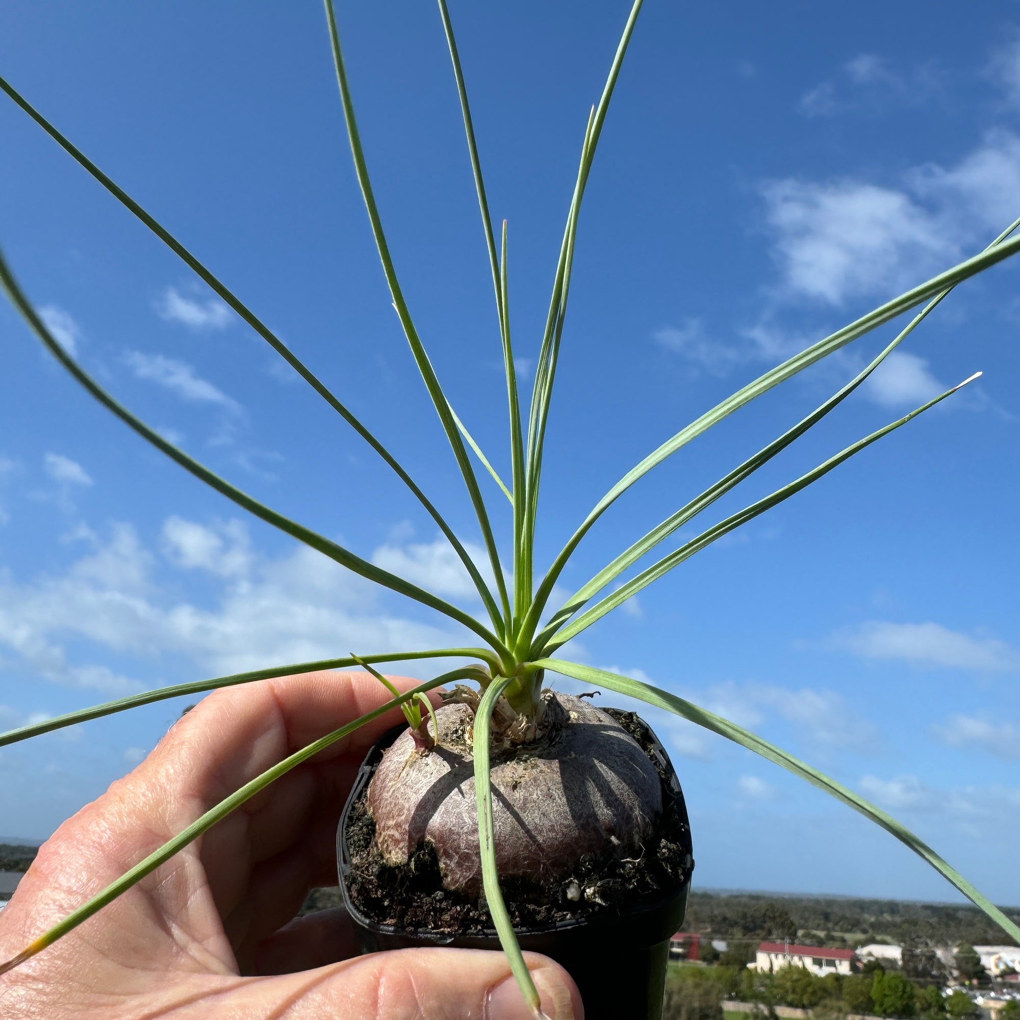 Calibanus hookeri - The Rare Ponytail Palm