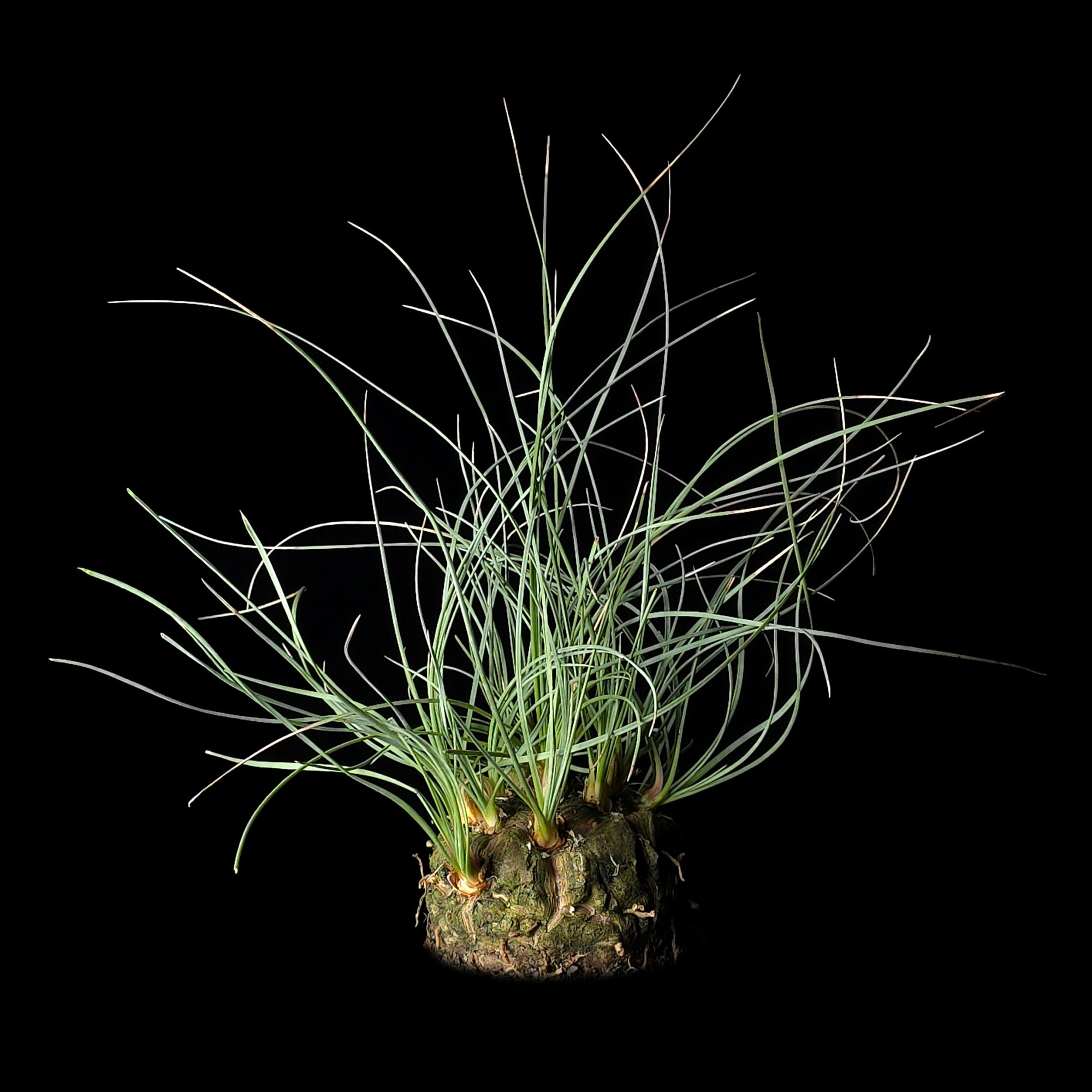 Calibanus hookeri