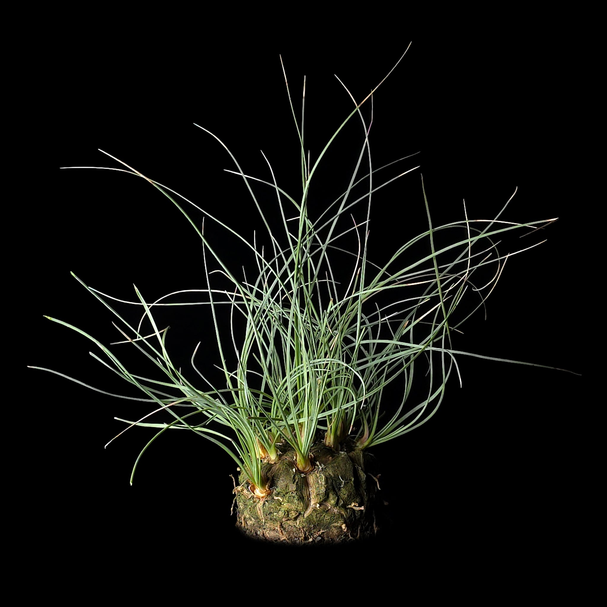 Calibanus hookeri