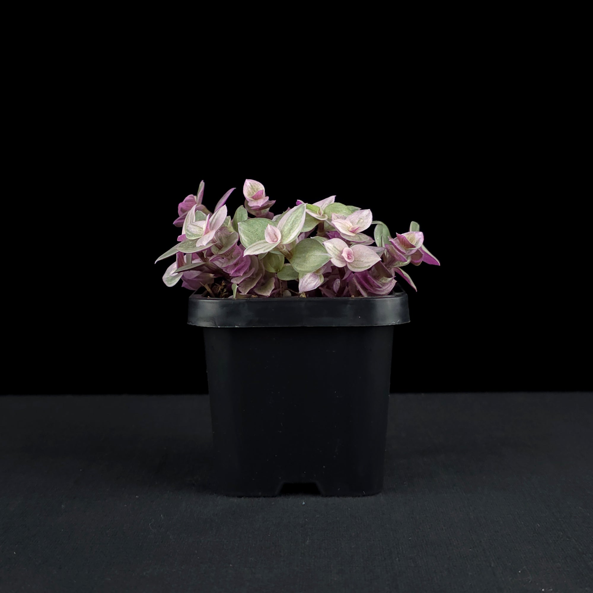 Callisia repens 'Pink Lady' - Pink Panther Plant (WA Prohibited)