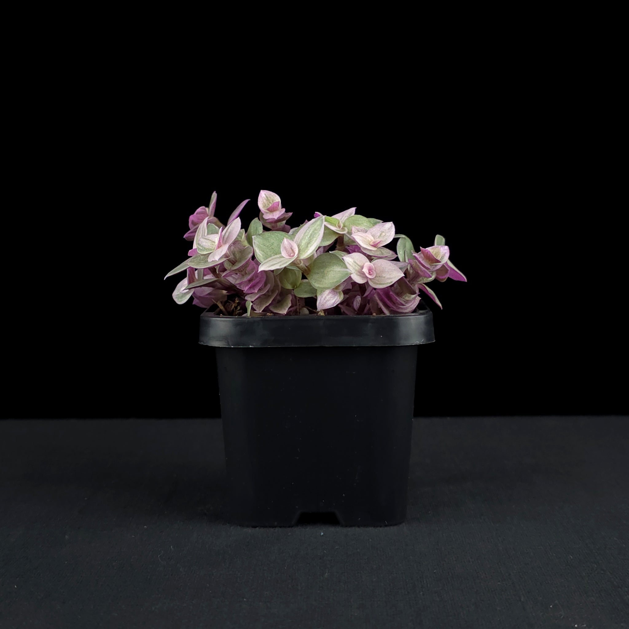 Callisia repens 'Pink Lady' - Pink Panther Plant (WA Prohibited)