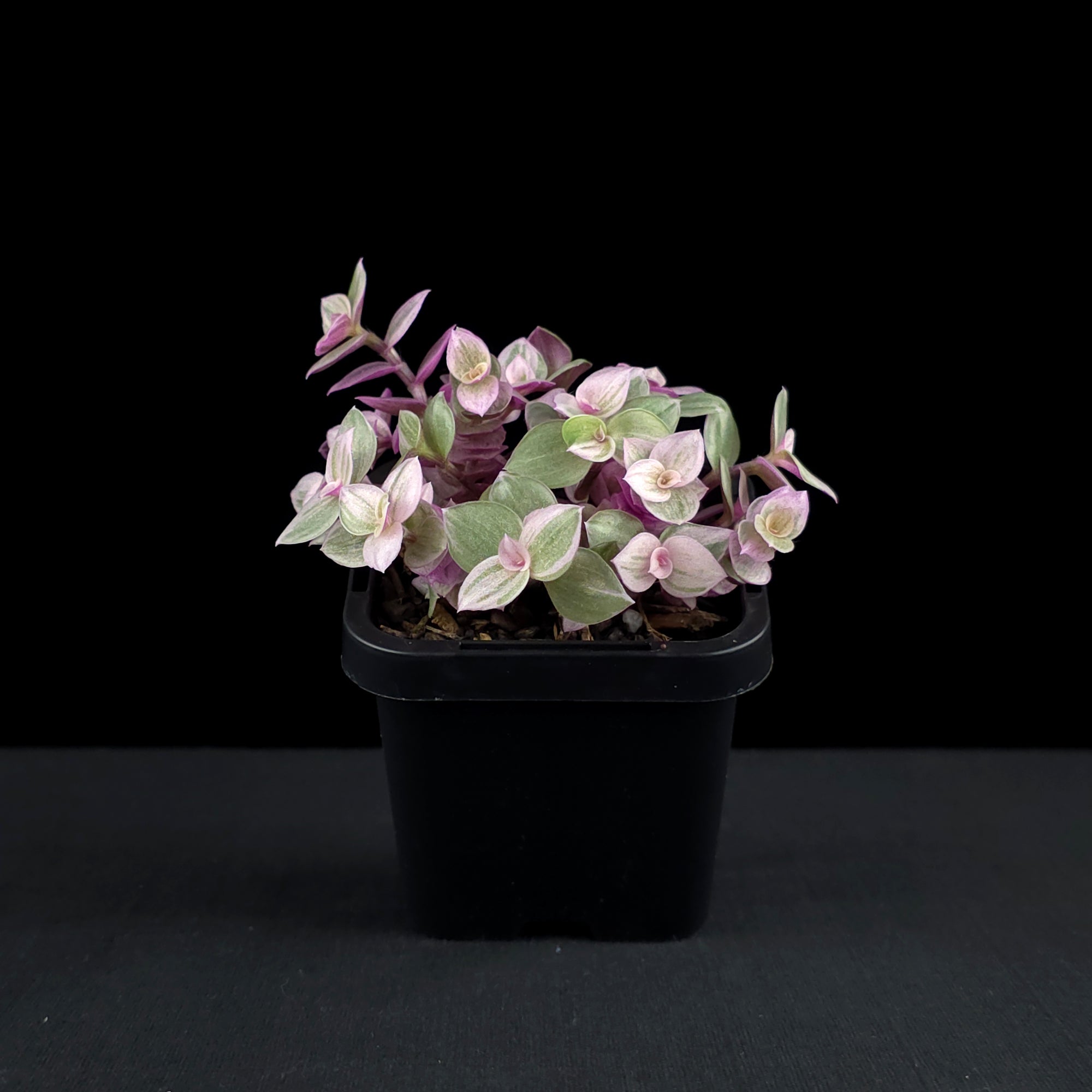 Callisia repens 'Pink Lady' - Pink Panther Plant (WA Prohibited)