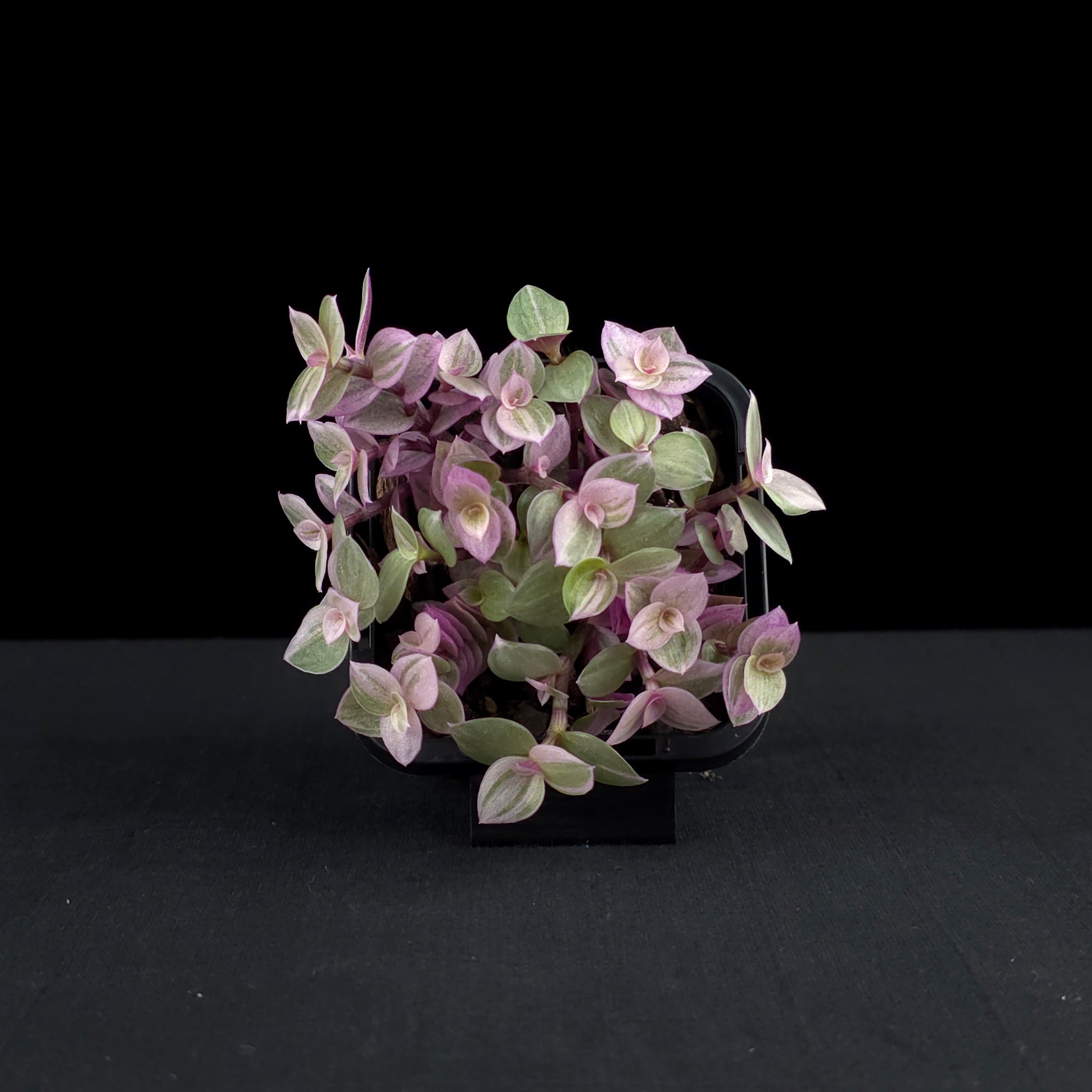 pink panther succulent Callisia repens 'Pink Lady'