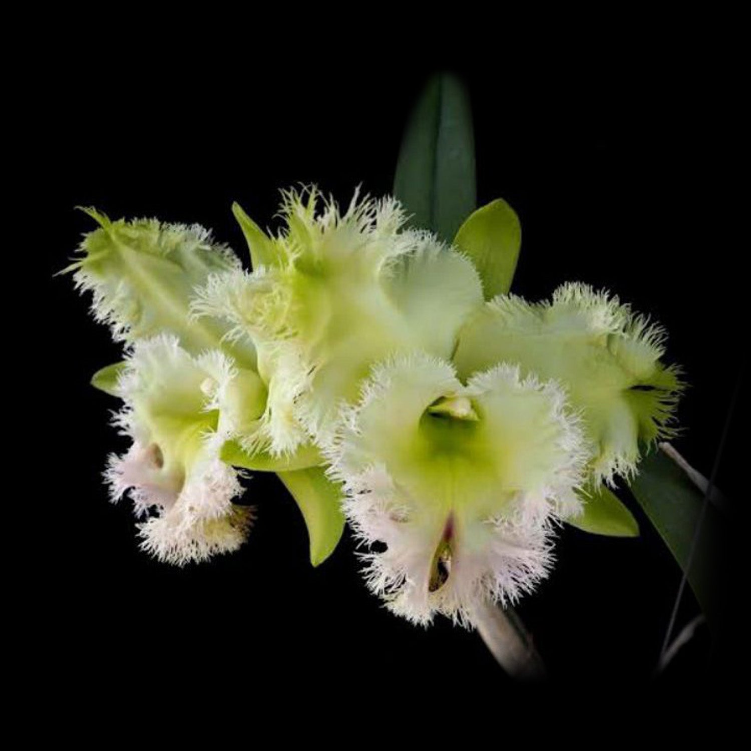 Cattleya Alliance Rlc Golf Green 'Hair Pig'