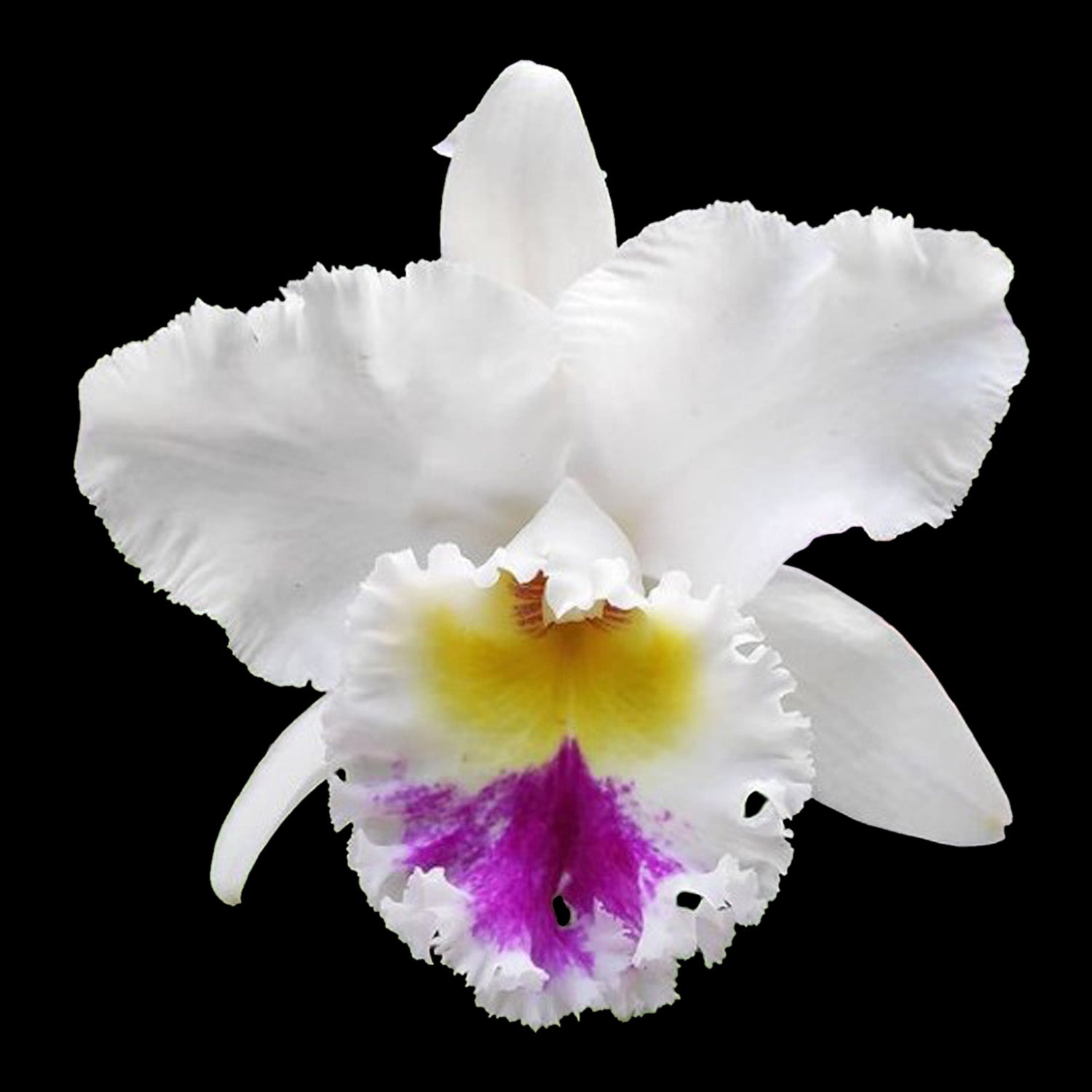 Cattleya Alliance Rlc. Liou Hope