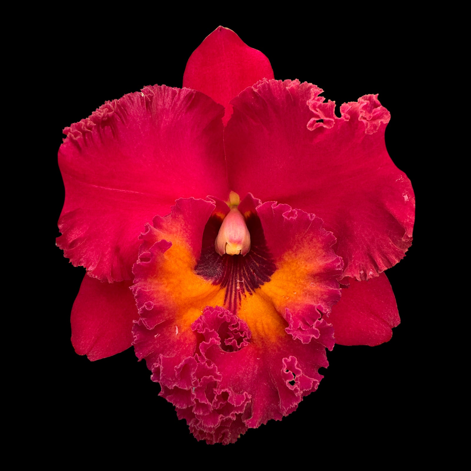 Cattleya Rlc. Nakornchaisri 'Red'