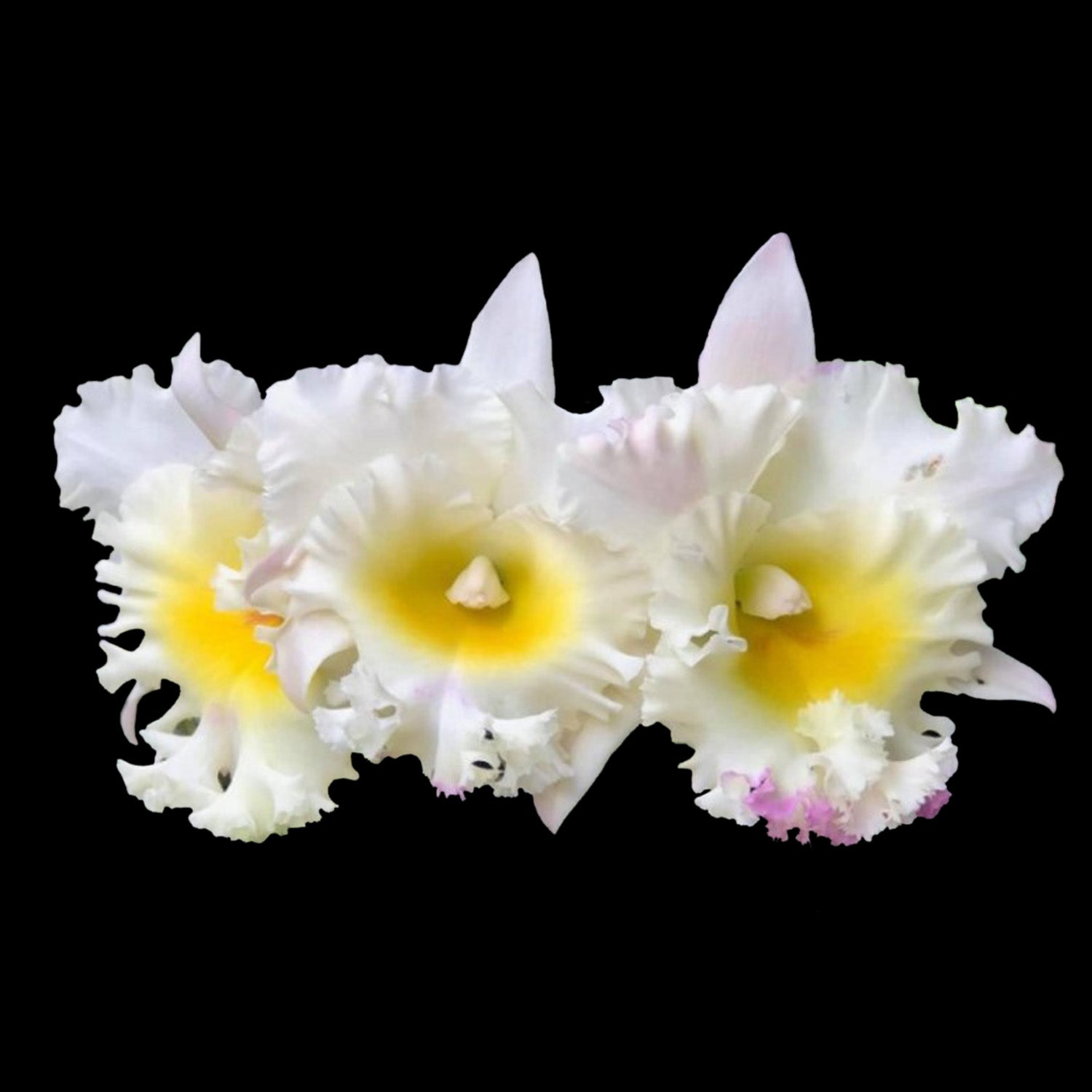 Cattleya Alliance Rlc Siam White 'The best'