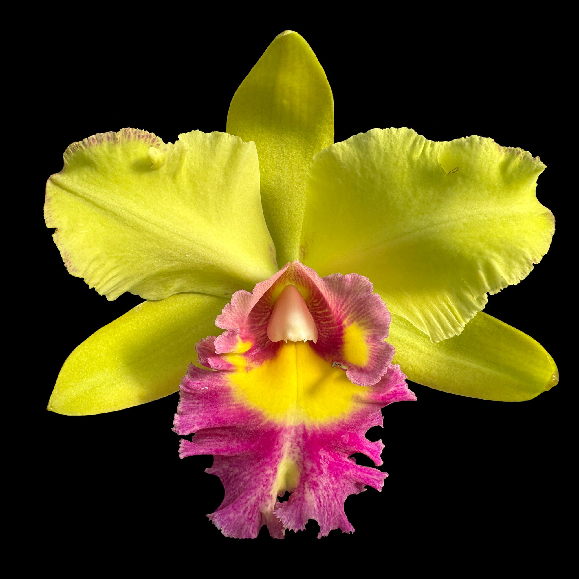 Cattleya Alliance Rlc. Songkwae Gold '#2'