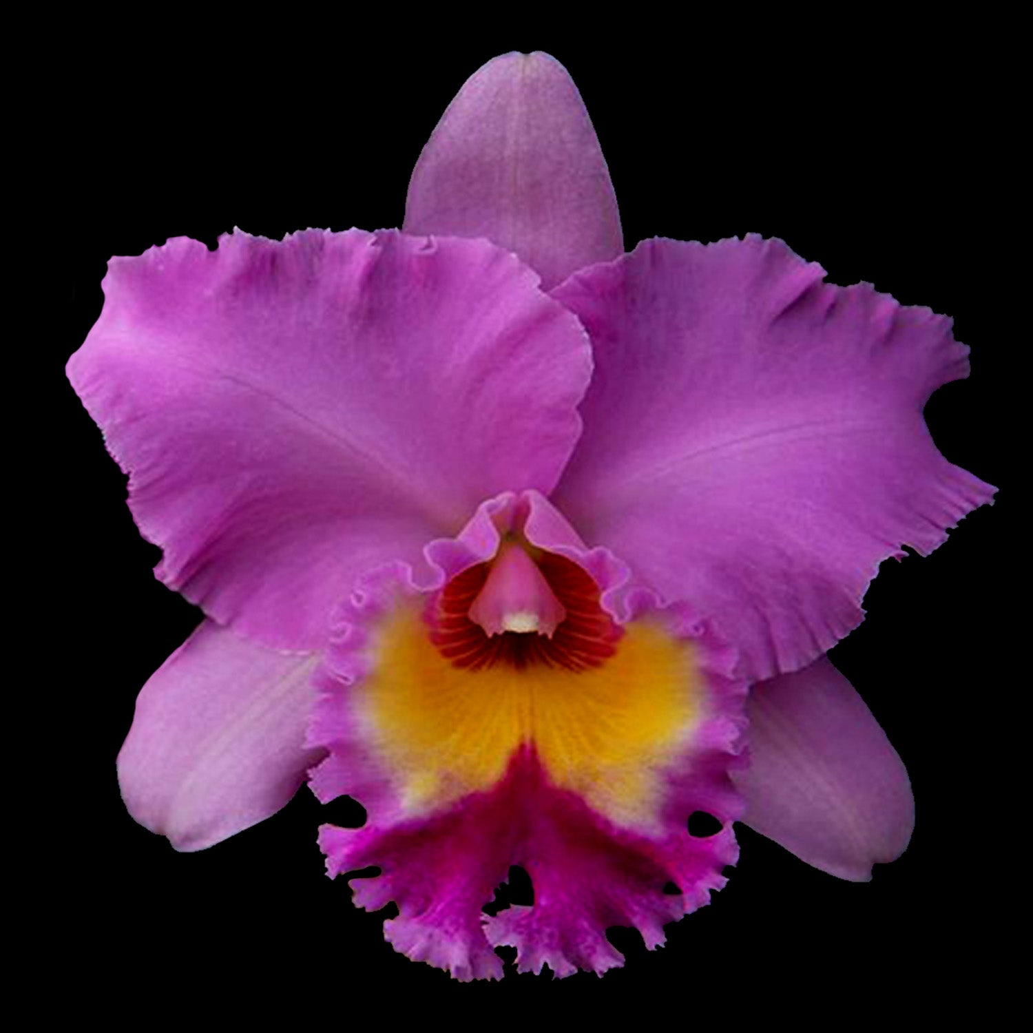 Cattleya Alliance Rlc Thaksina Pink