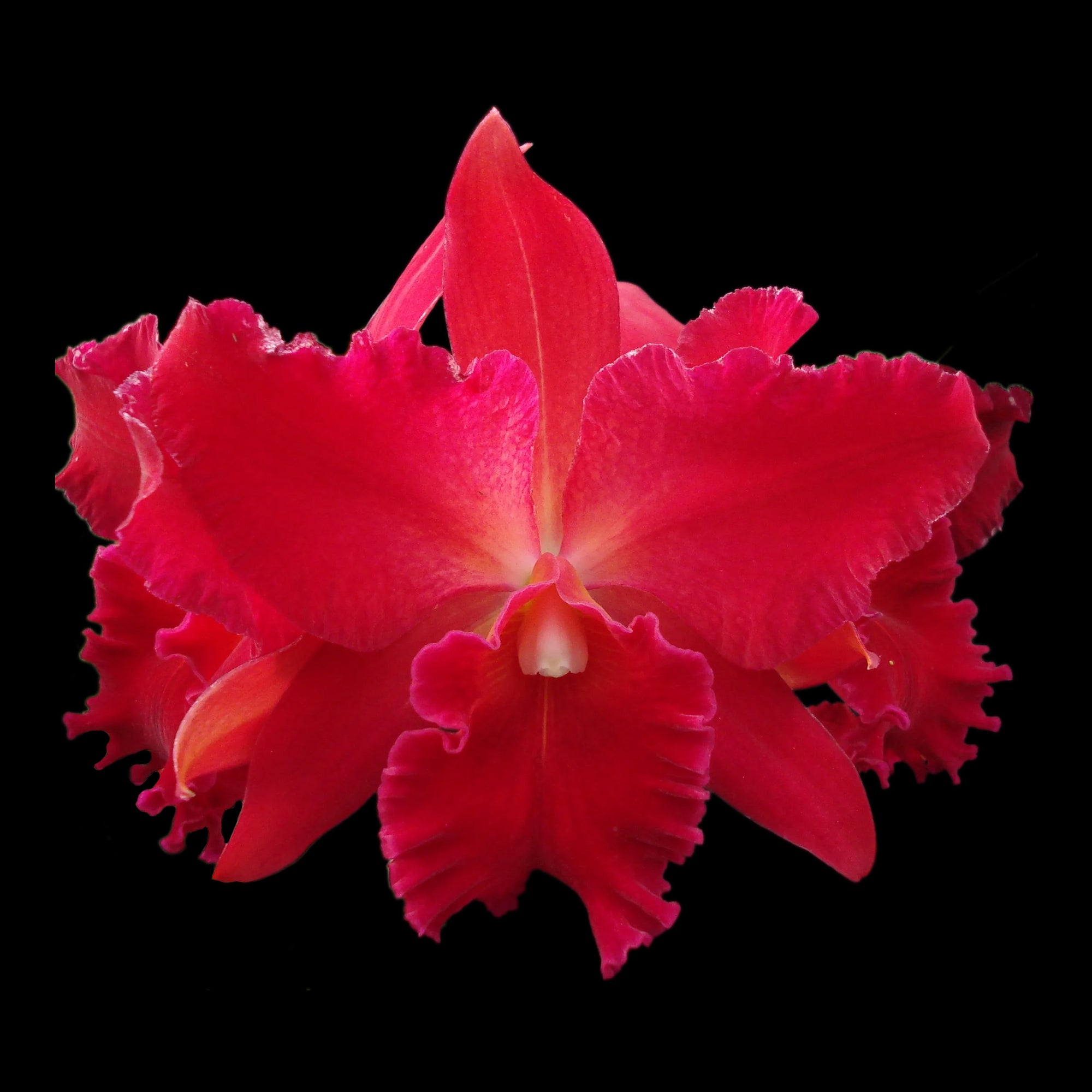 Cattleya Alliance Slc Vallezac 'Evelyn'