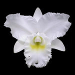 Cattleya Alliance 'Snow White'