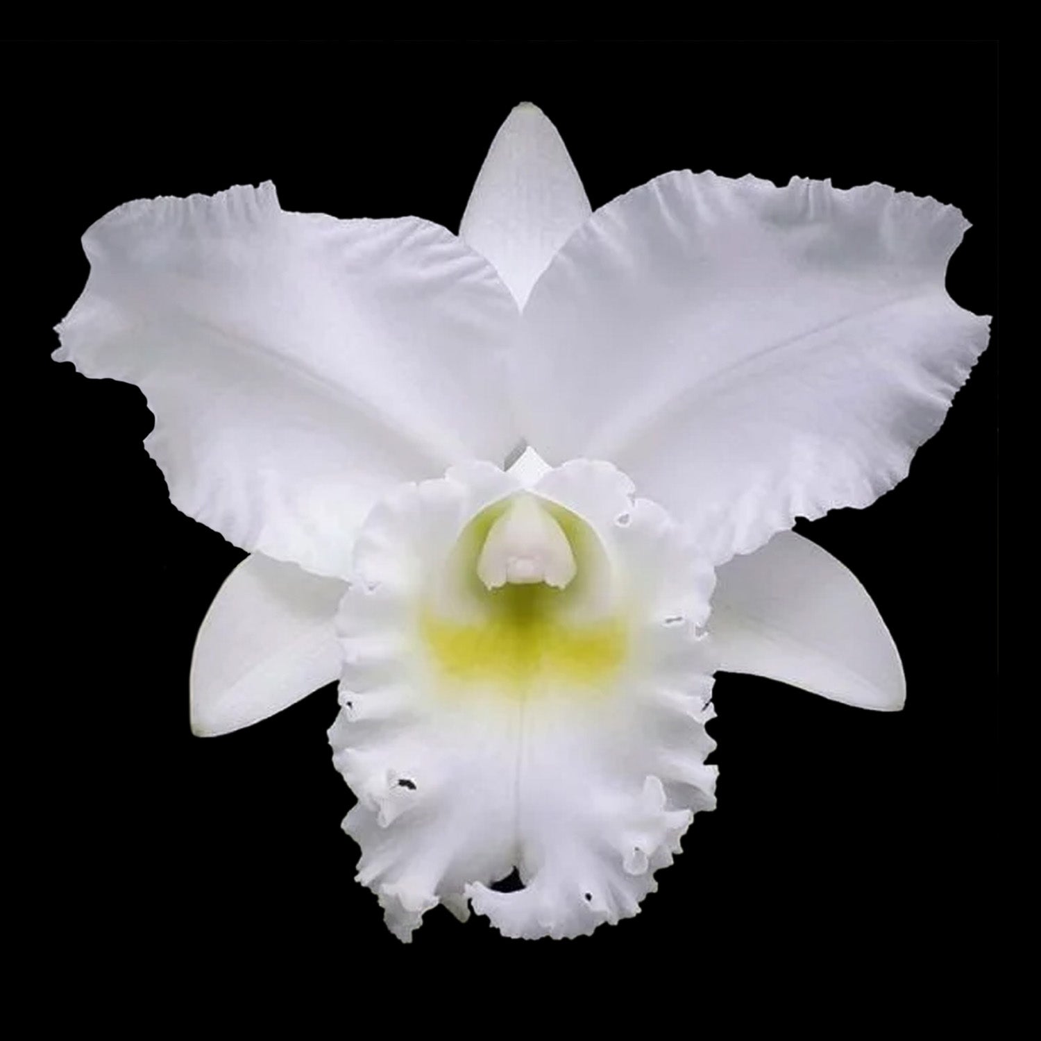 Cattleya Alliance 'Snow White'