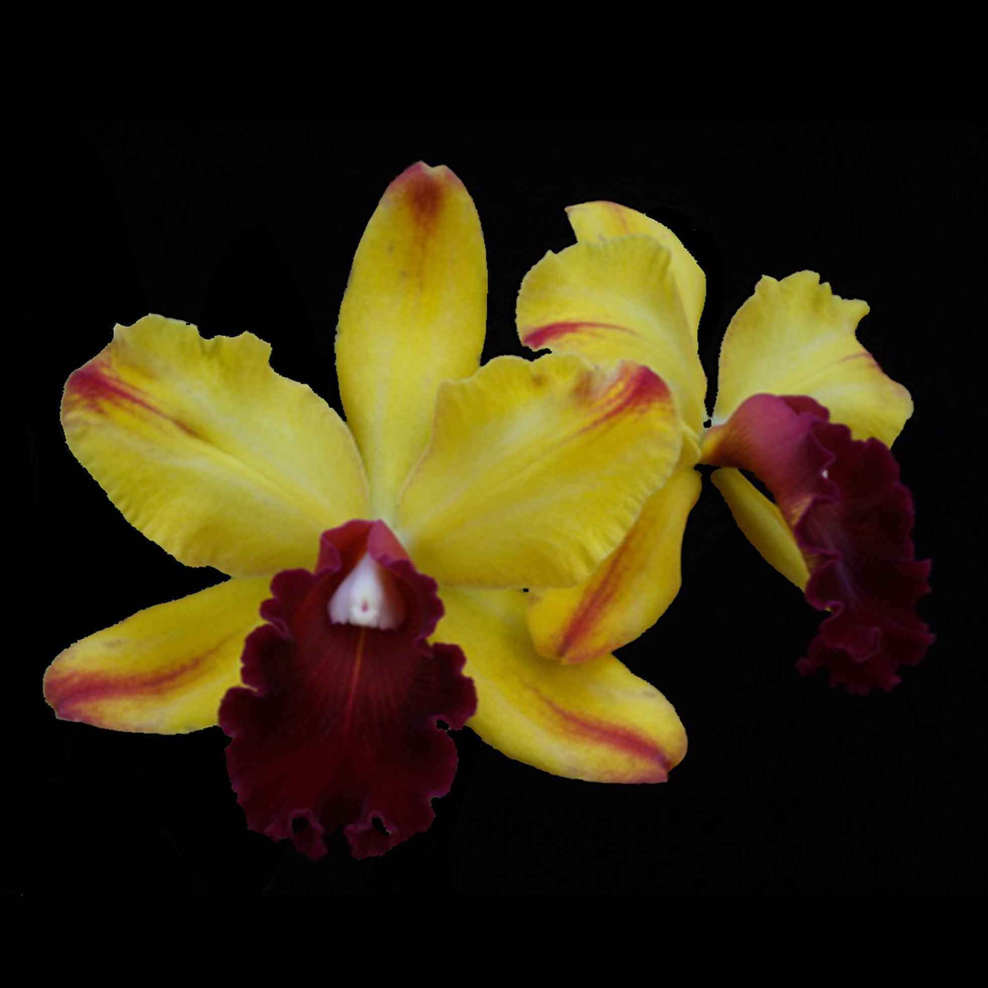 Cattleya Allience Orchid Blc. Toshie Aoki 'Robin'