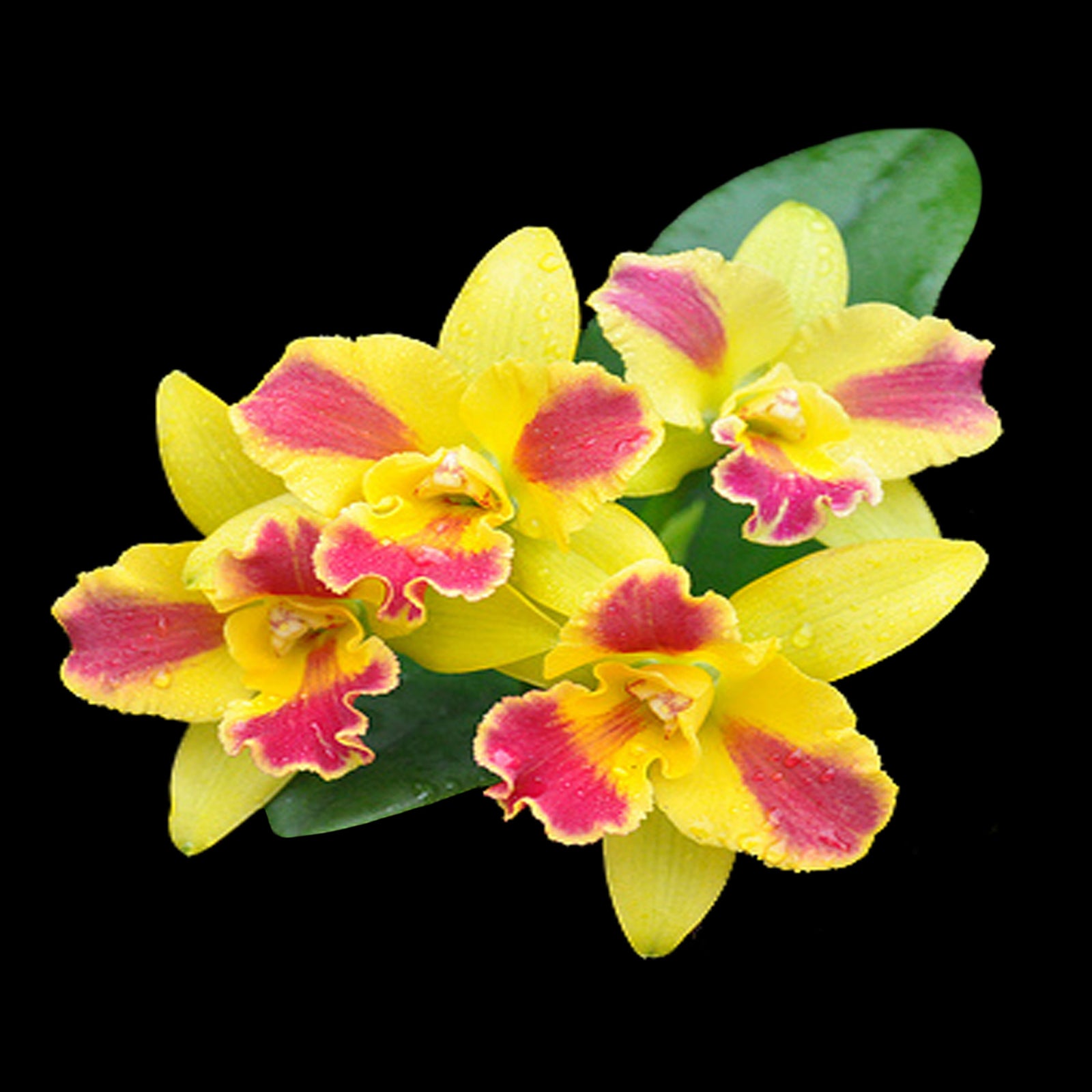 Cattleya Burana Beauty