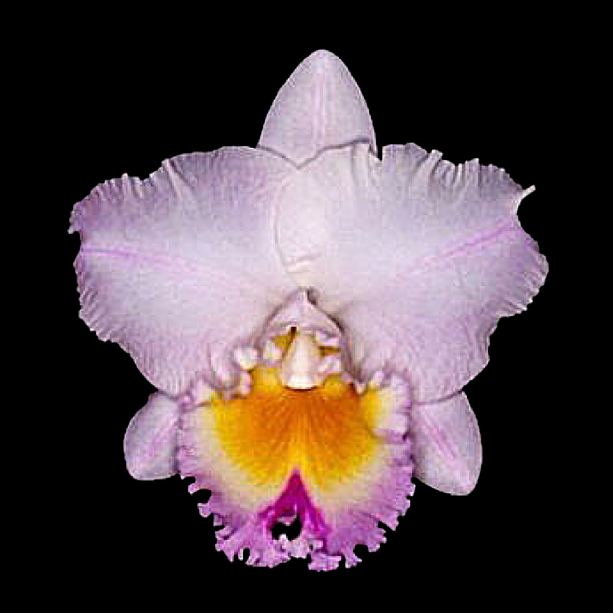 Cattleya Allience Rlc. Californian Girl 'Orchid Library'