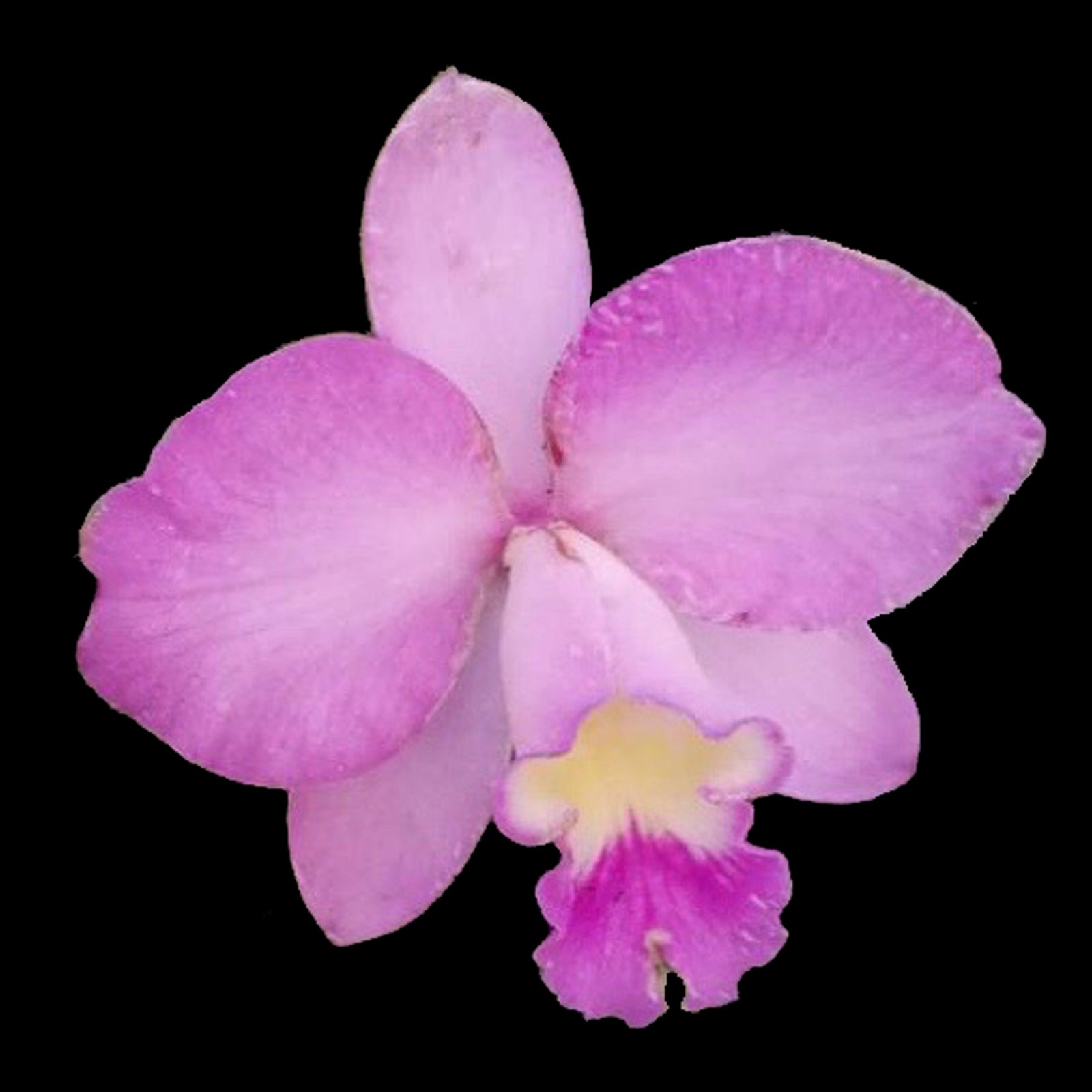 Cattleya Christmas Rose