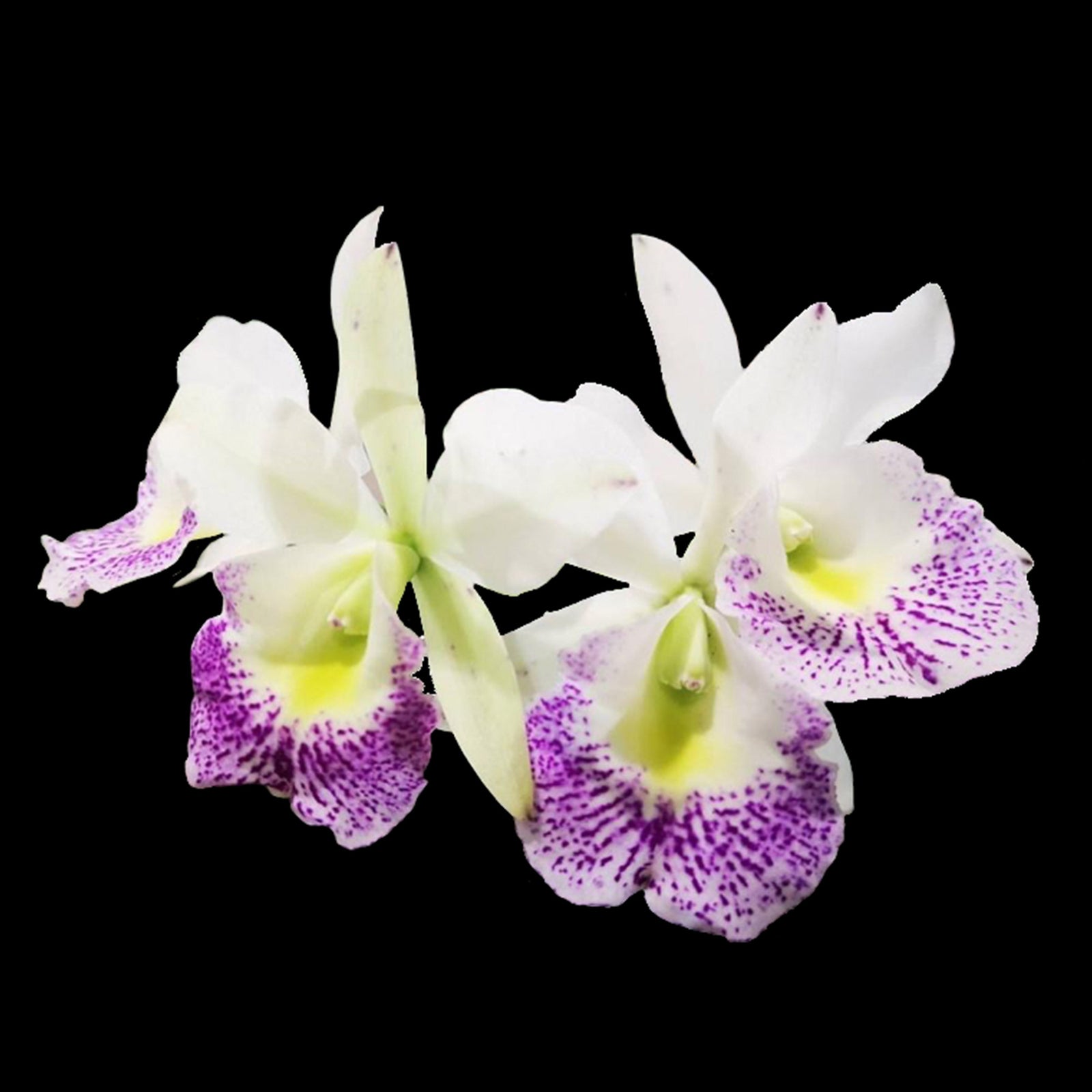 Cattleya Hawaiian Stars
