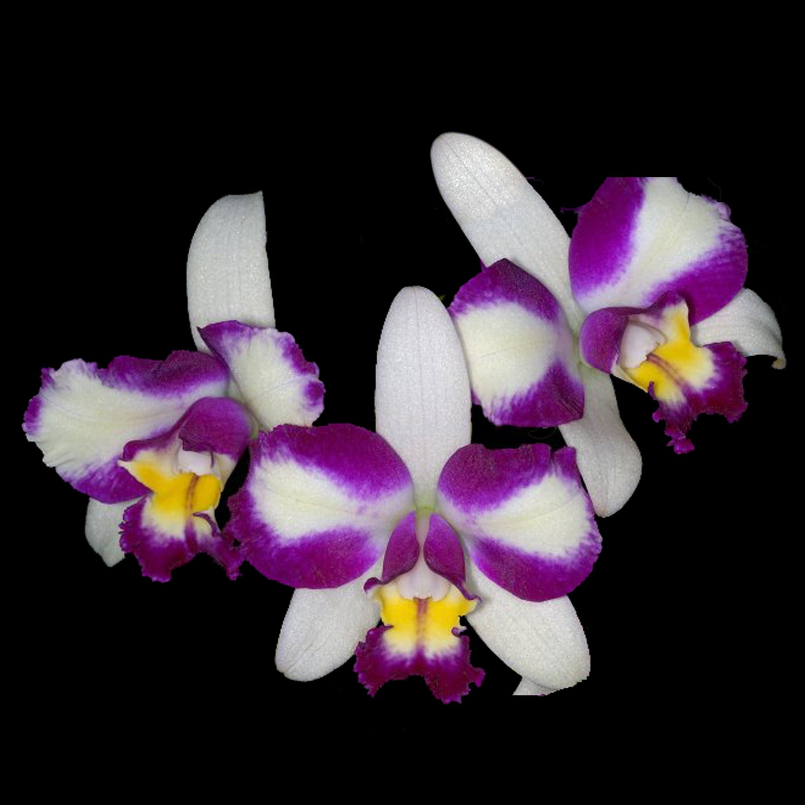 Cattleya Hwa Yuan Beauty ‘Hong’ x self