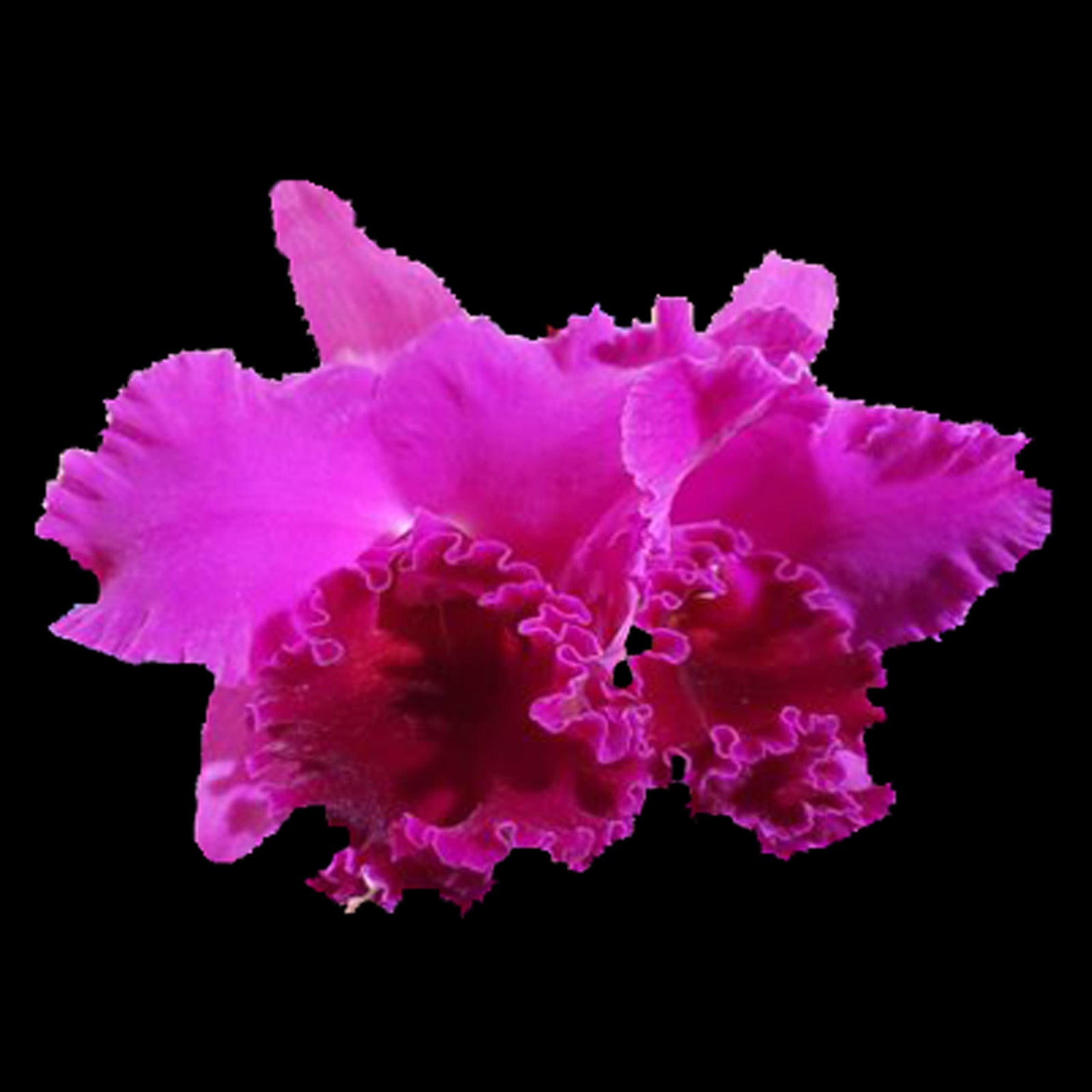 Cattleya Joao Antonio Nicoli ‘Velvet’