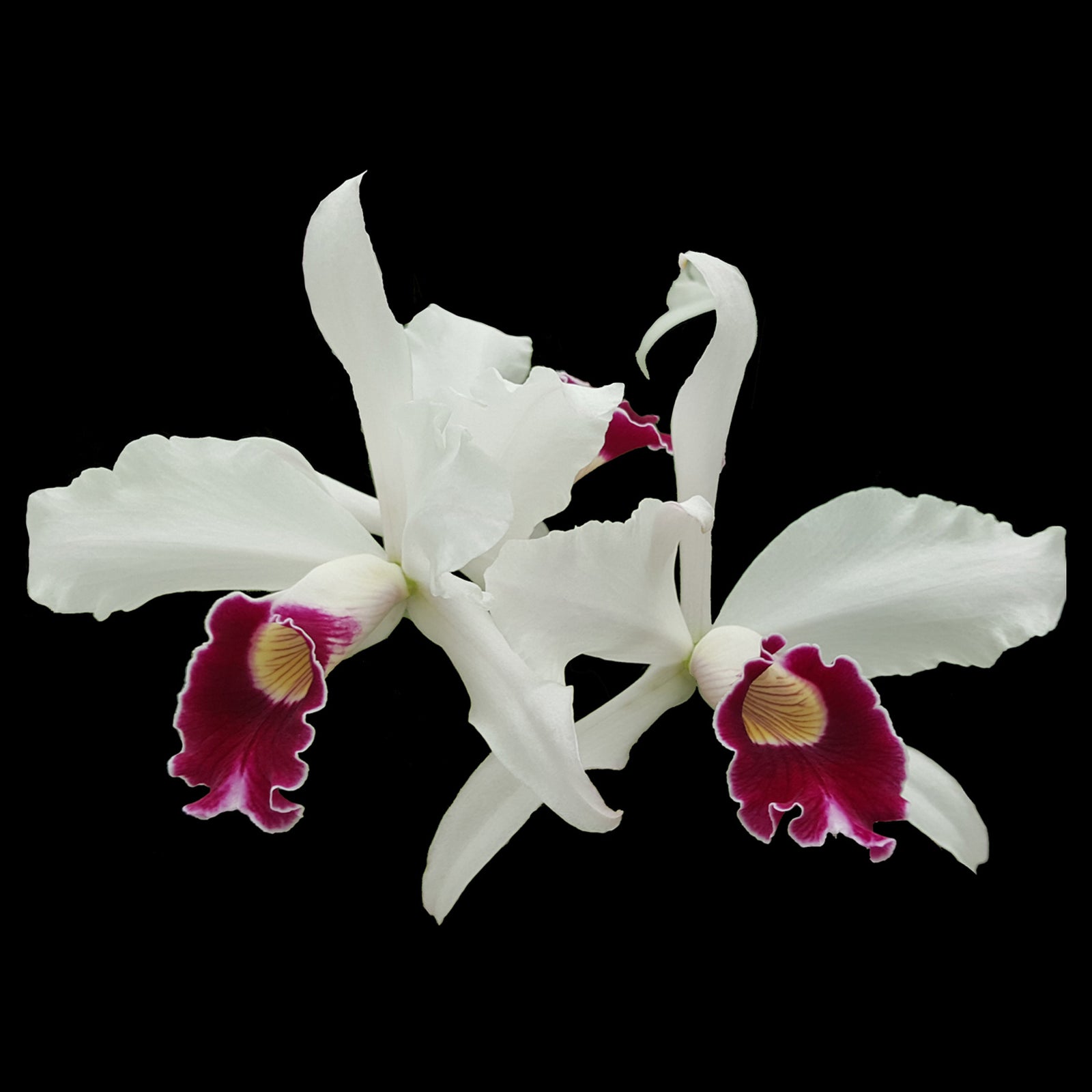 Laelia  purpurata x self species (Cattleya)