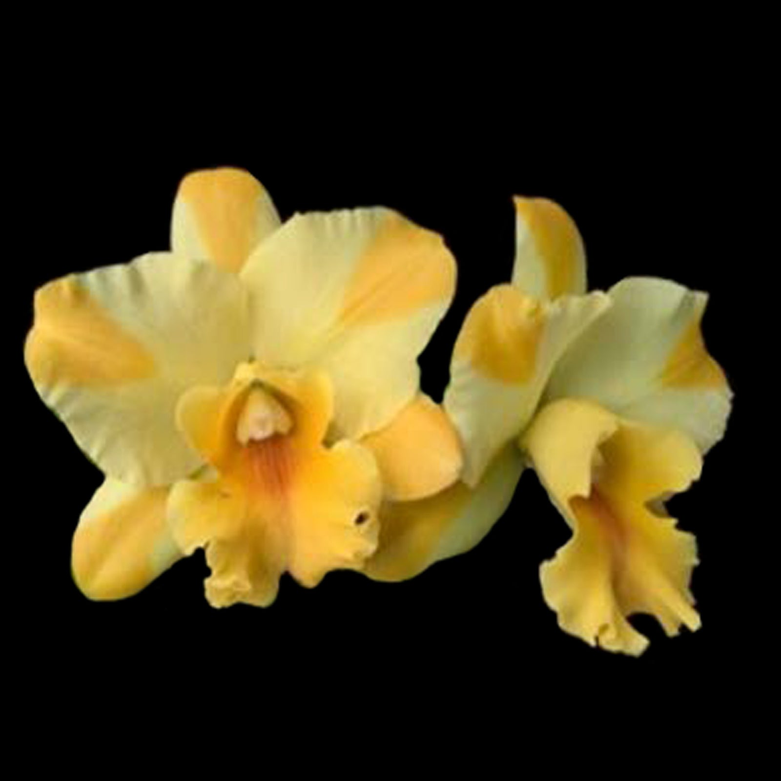 Cattleya Nell Hammer