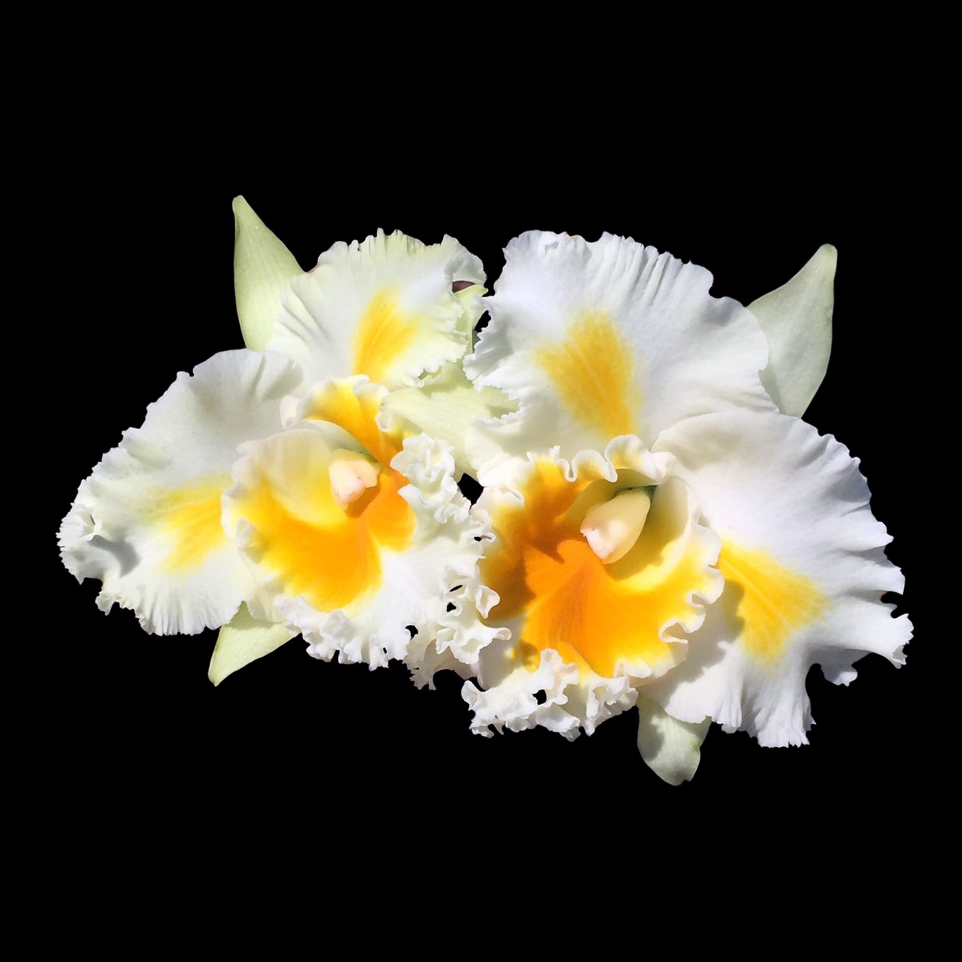 Cattleya Alliance Rlc. Shinaphat Diamond 'Gold Wings'