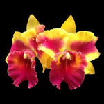 Cattleya Siam Fancy ‘Wings of Fire’