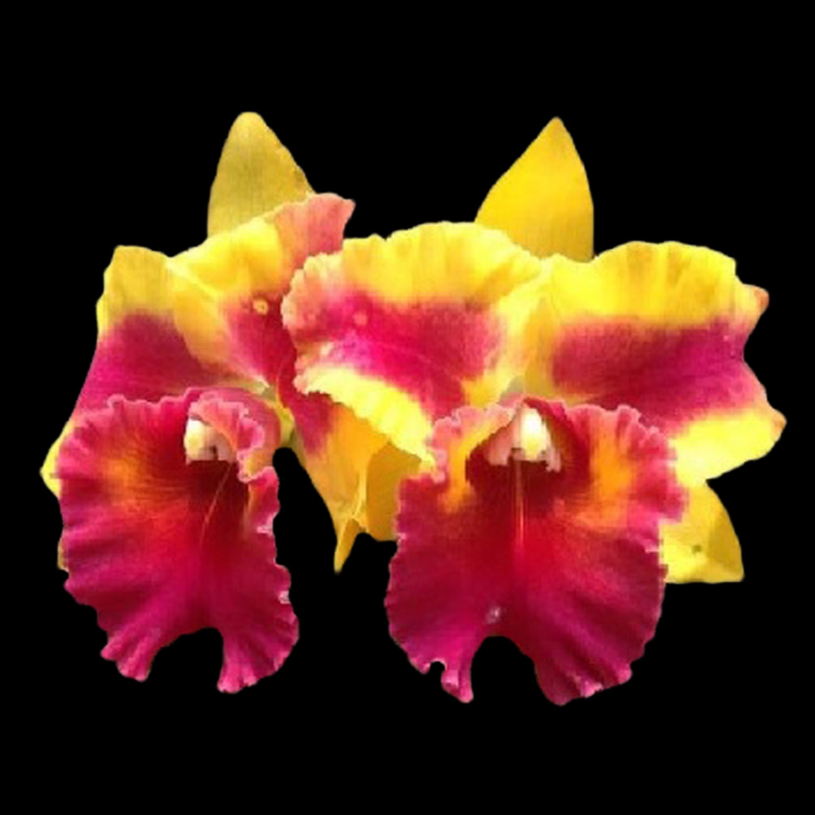 Cattleya Siam Fancy ‘Wings of Fire’