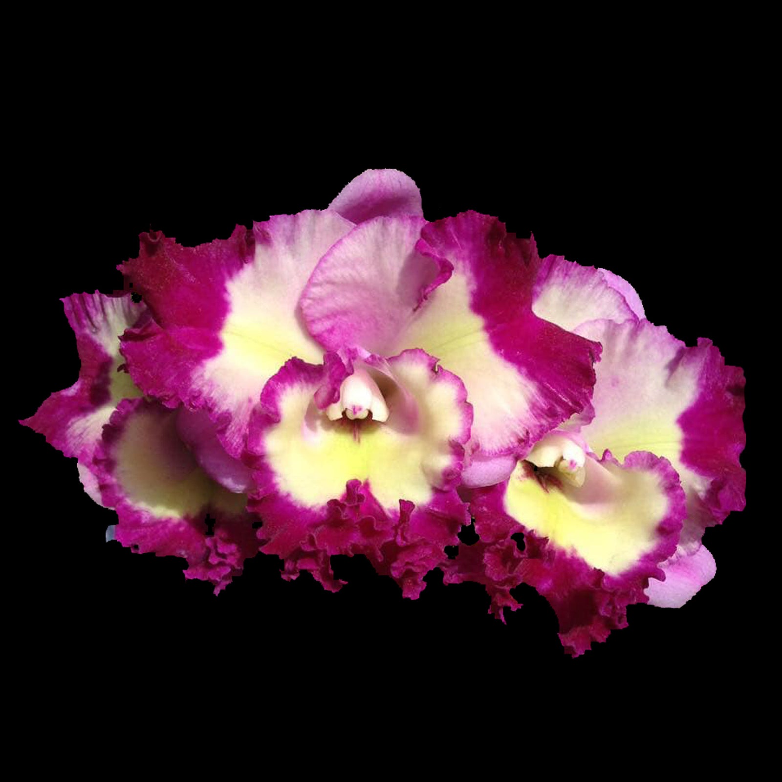 Cattleya Siam Song