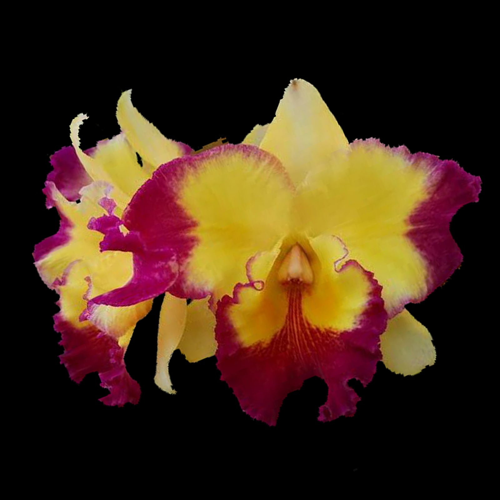 Cattleya Taiwan Fancy