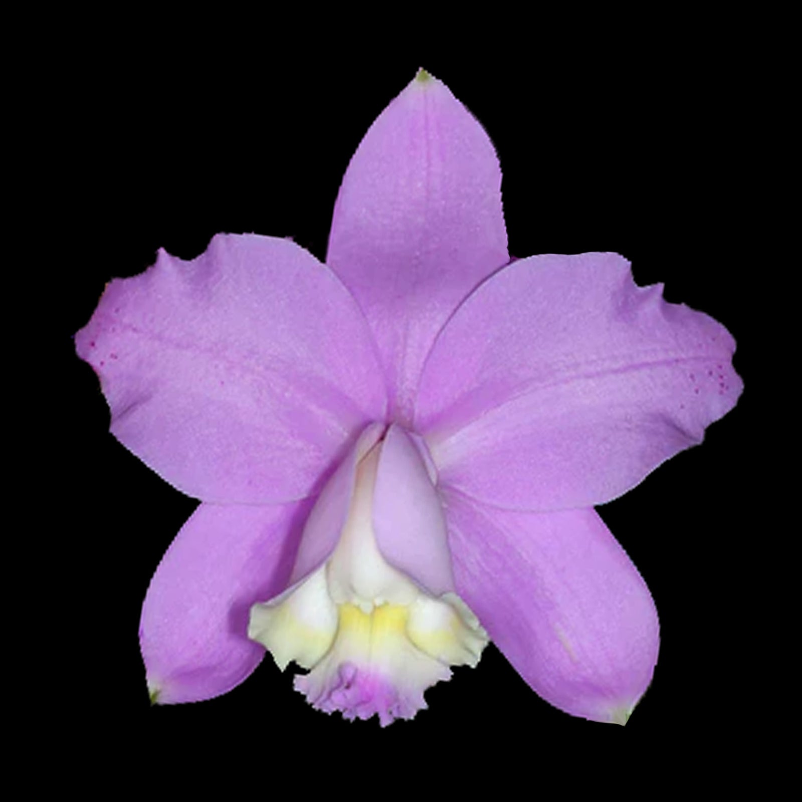 Cattleya loddigesii var. martinique