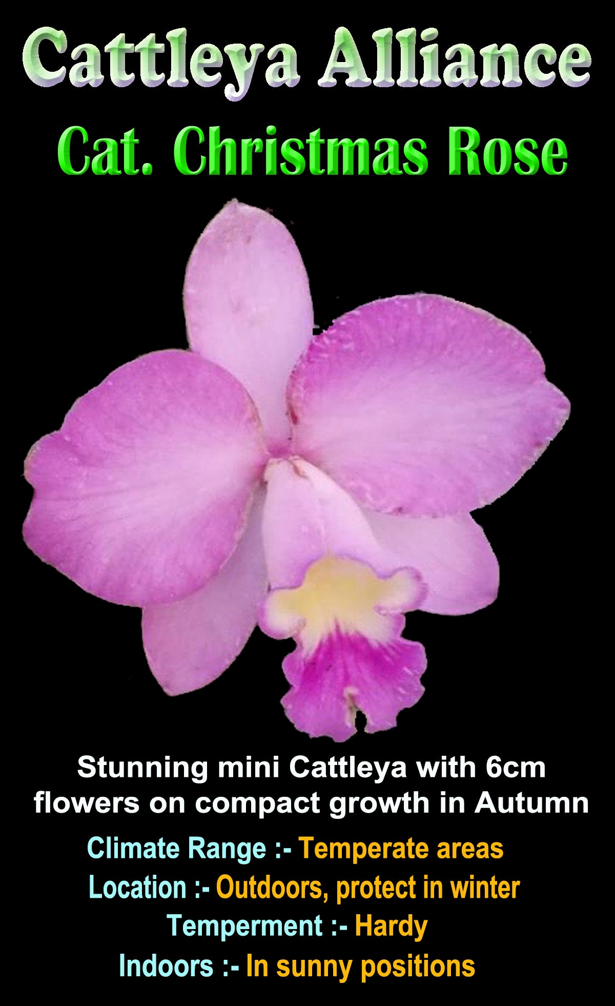 Cattleya Christmas Rose