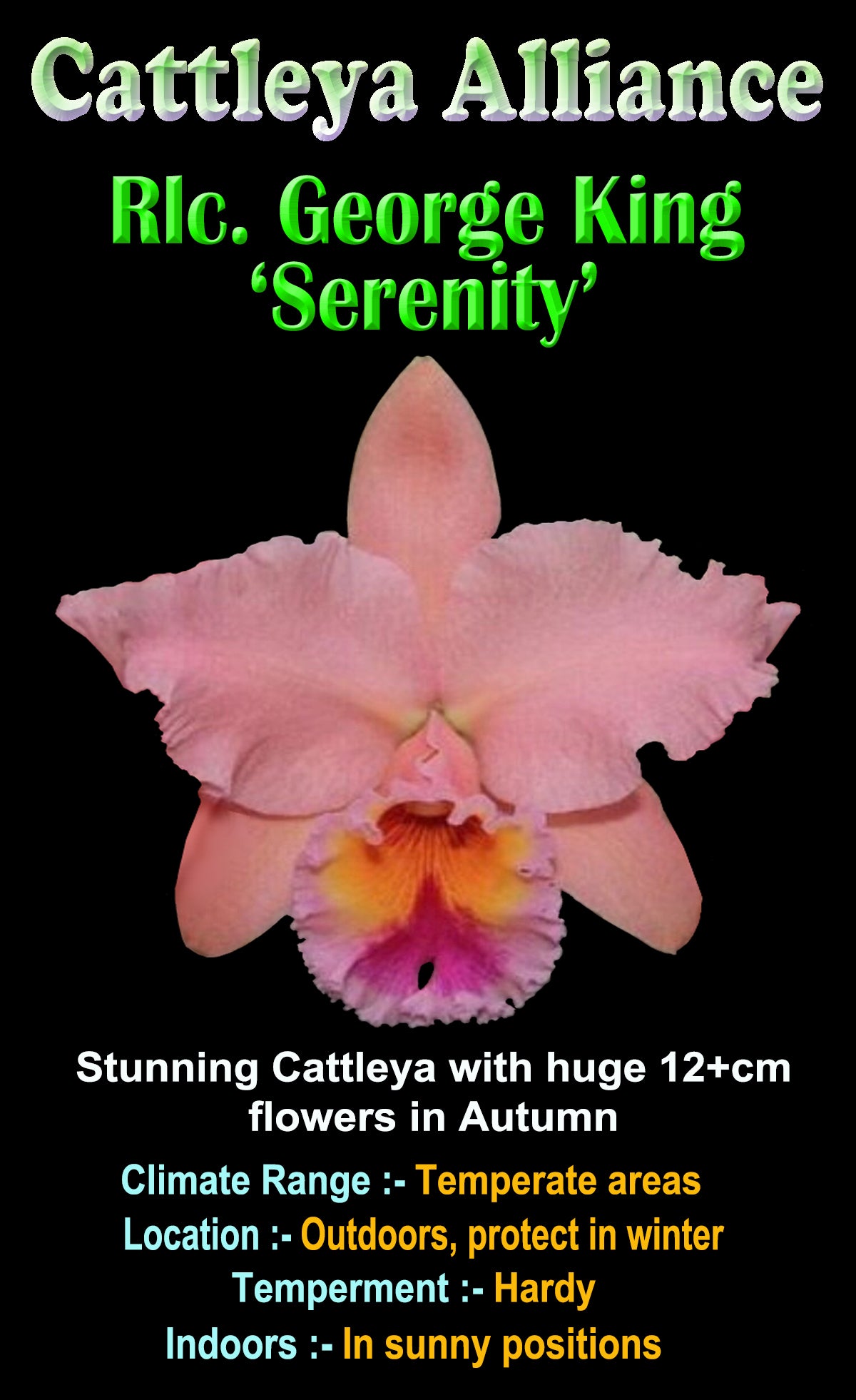 Cattleya Allience  Rlc George King 'Serenity'