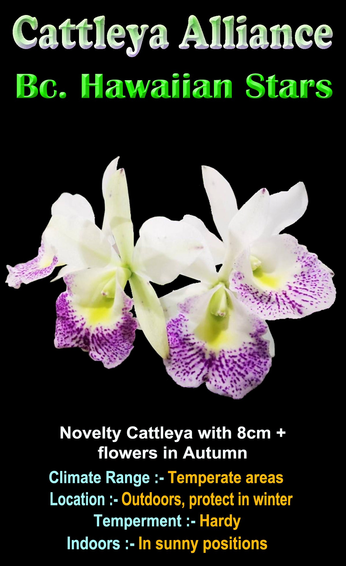 Star-shaped Cattleya orchid with 8 cm white flowers, purple speckled lip, and yellow throat.