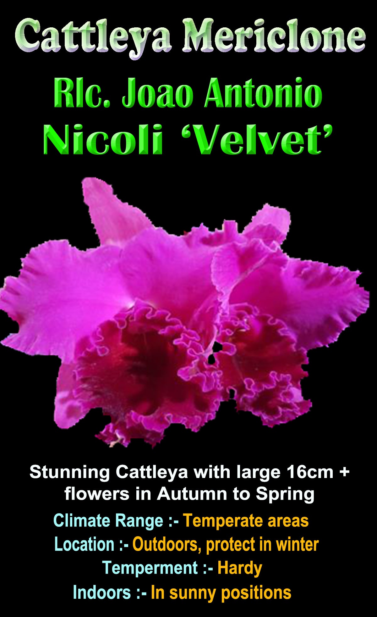 Cattleya Joao Antonio Nicoli ‘Velvet’