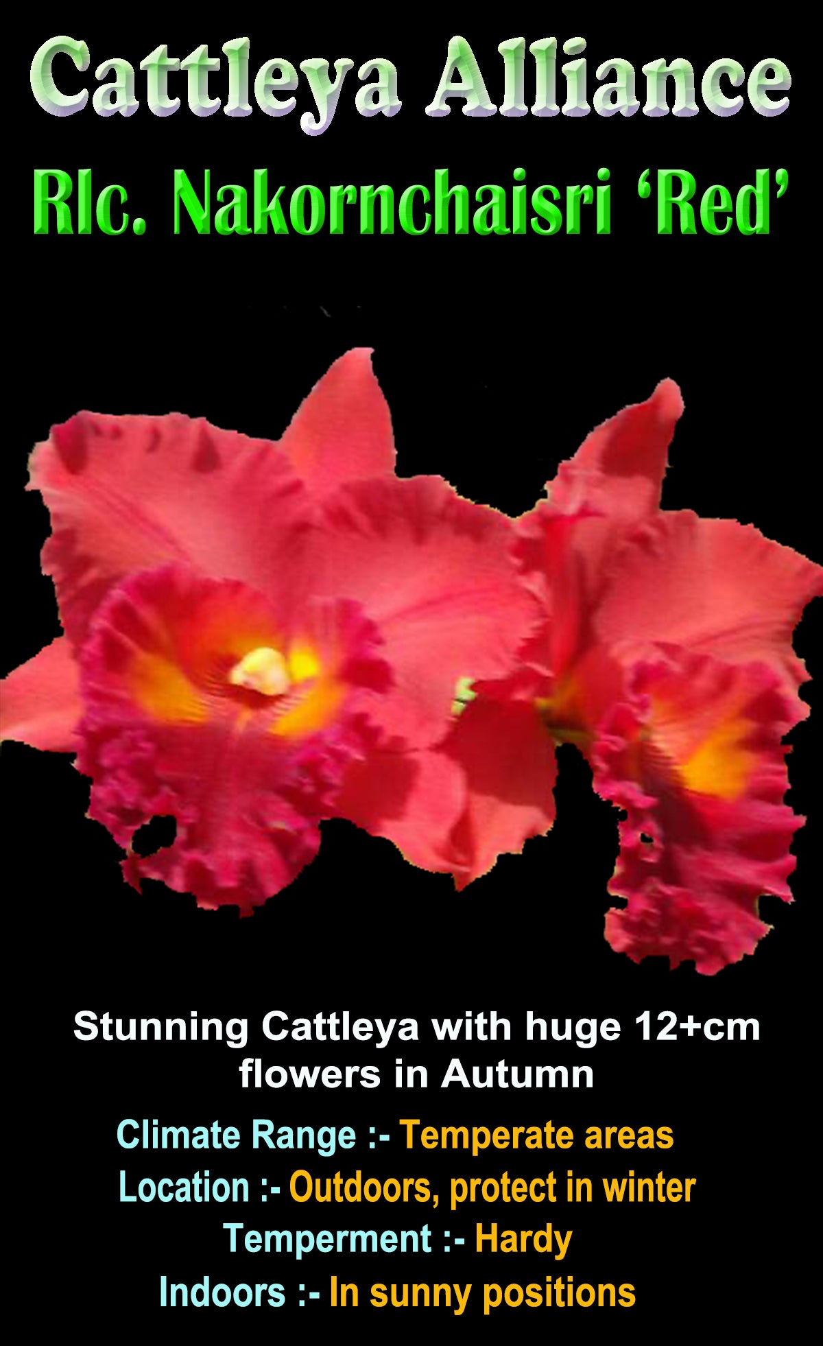 Cattleya Allience    Rlc Nakornchaisri 'Red'