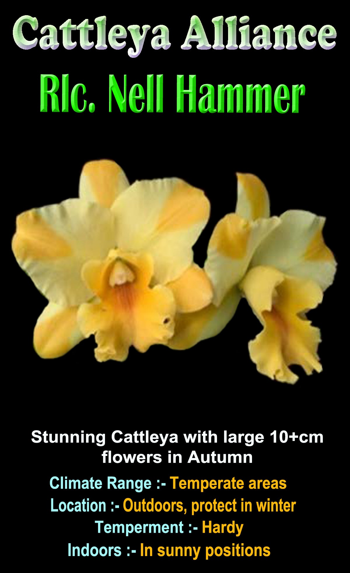 Cattleya Nell Hammer