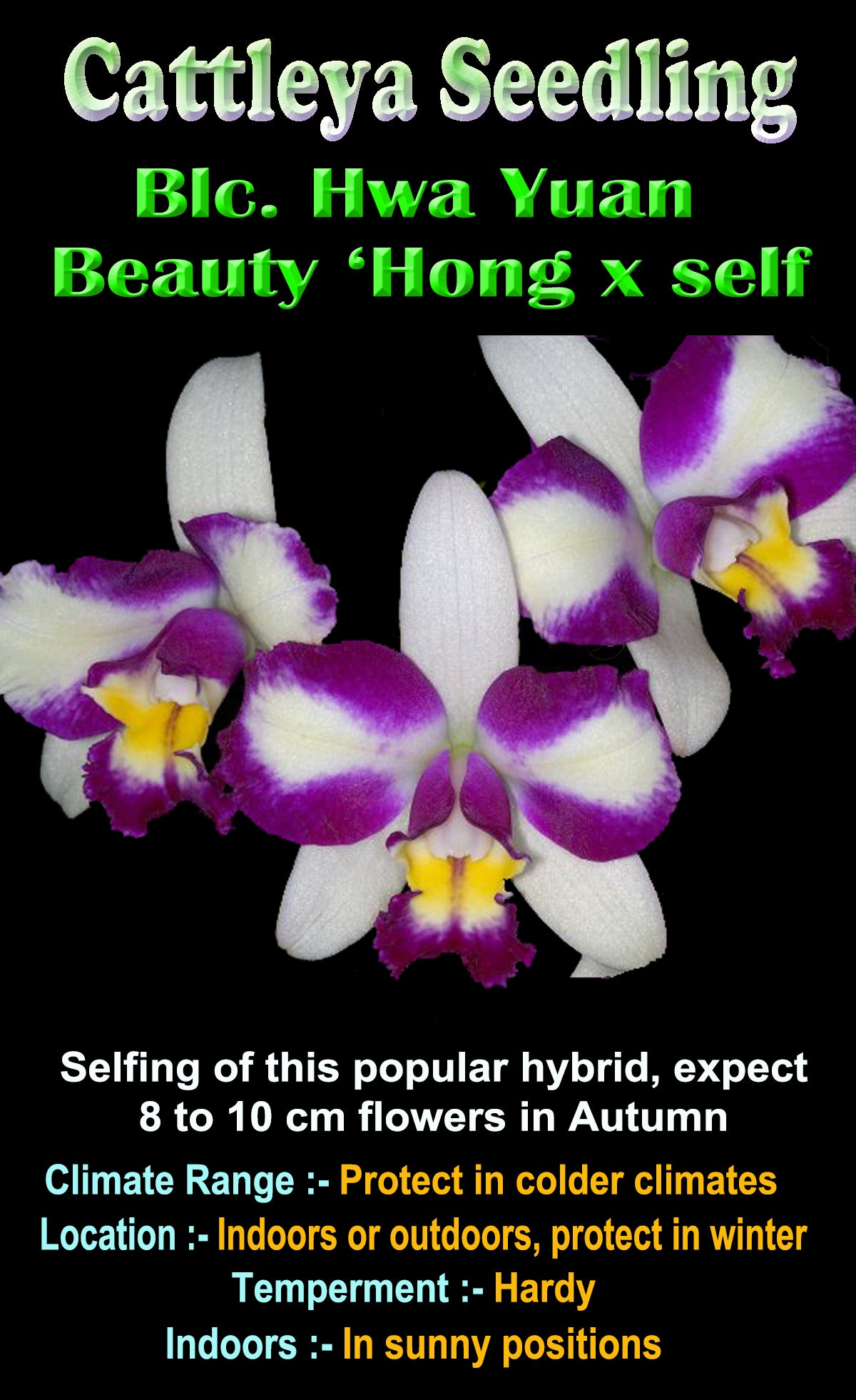Cattleya Hwa Yuan Beauty ‘Hong’ x self