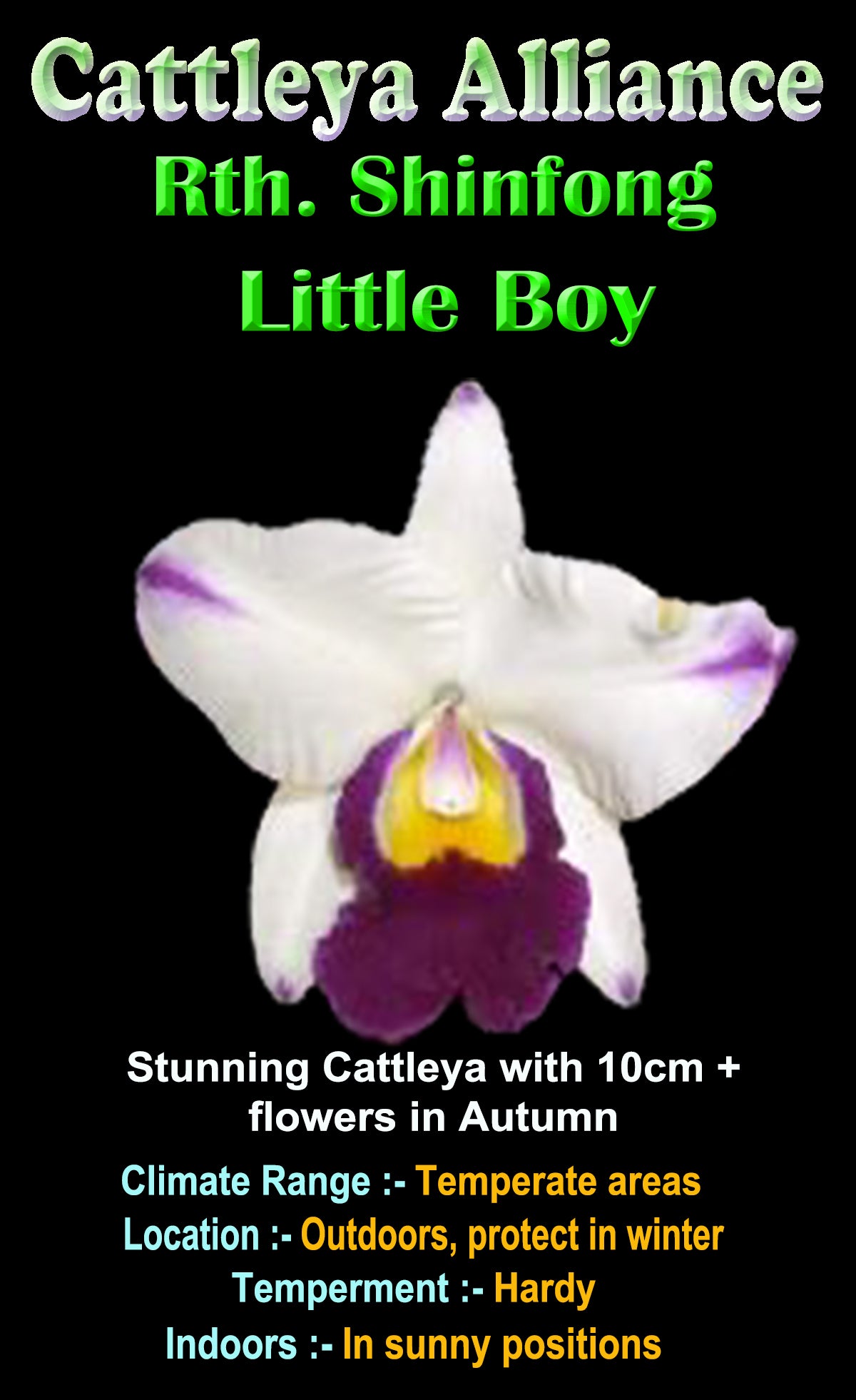 Cattleya Allience  Rth Shinfong 'Little Boy'