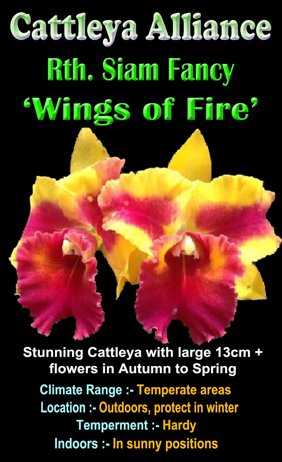 Cattleya Siam Fancy ‘Wings of Fire’