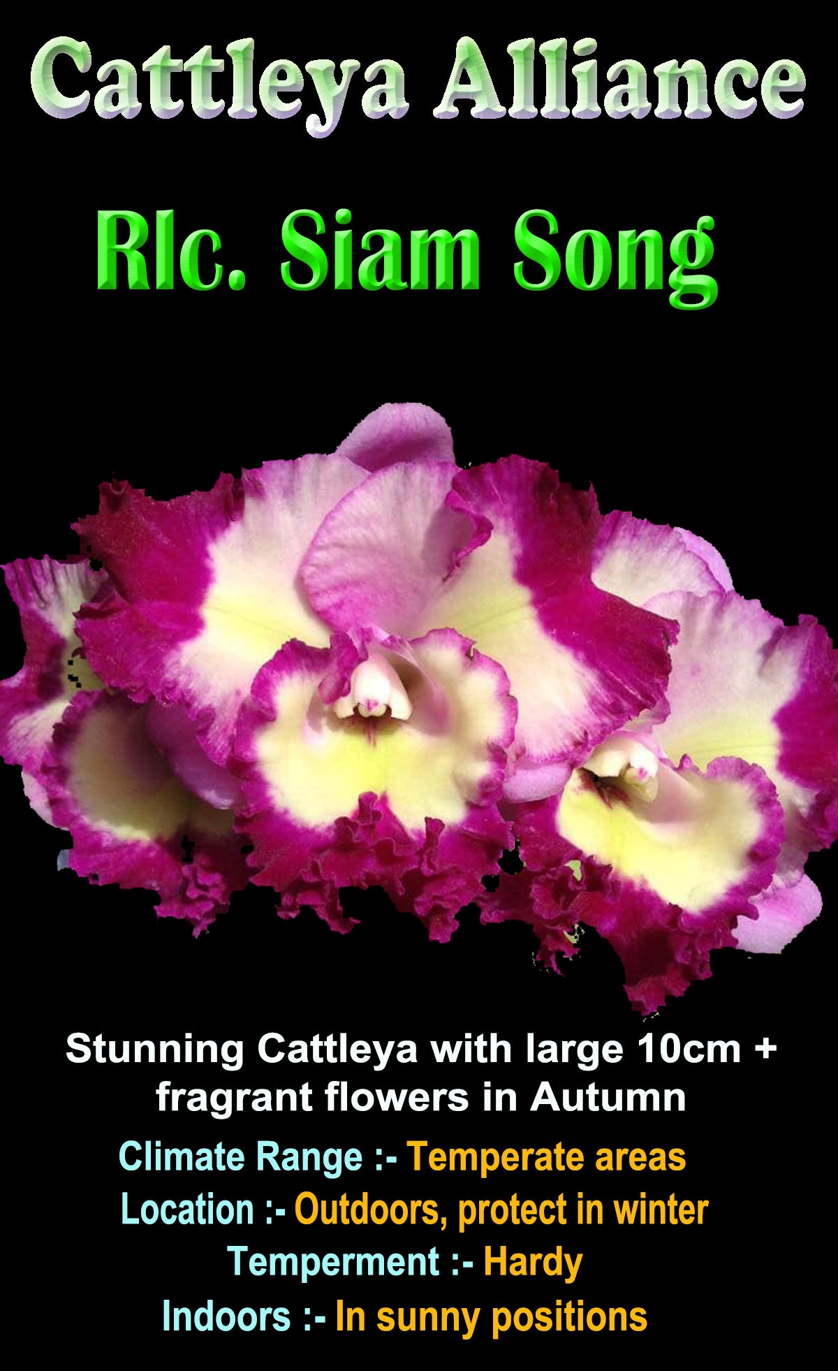 Cattleya Siam Song