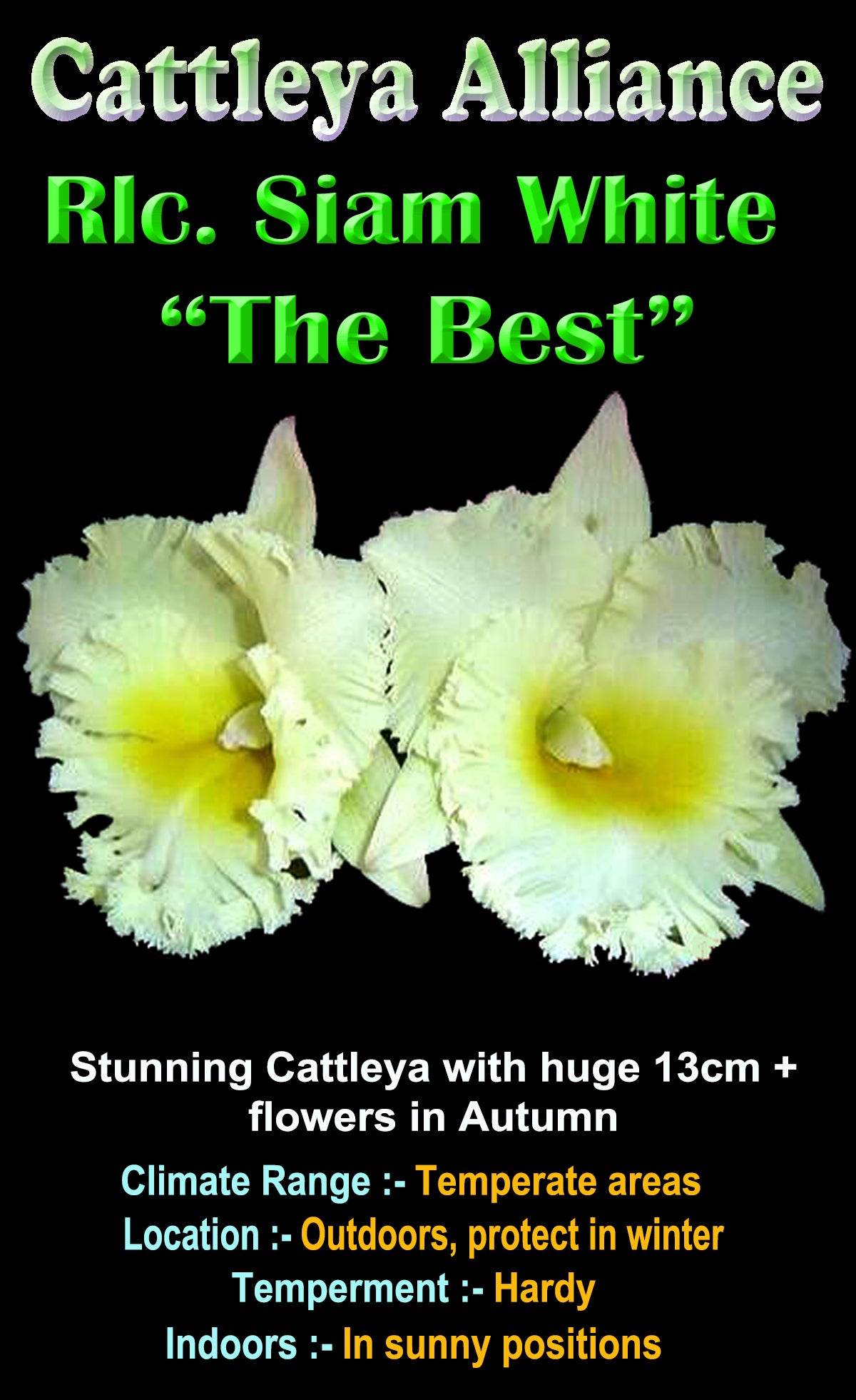 Cattleya Allience Rlc Siam White 'The best'