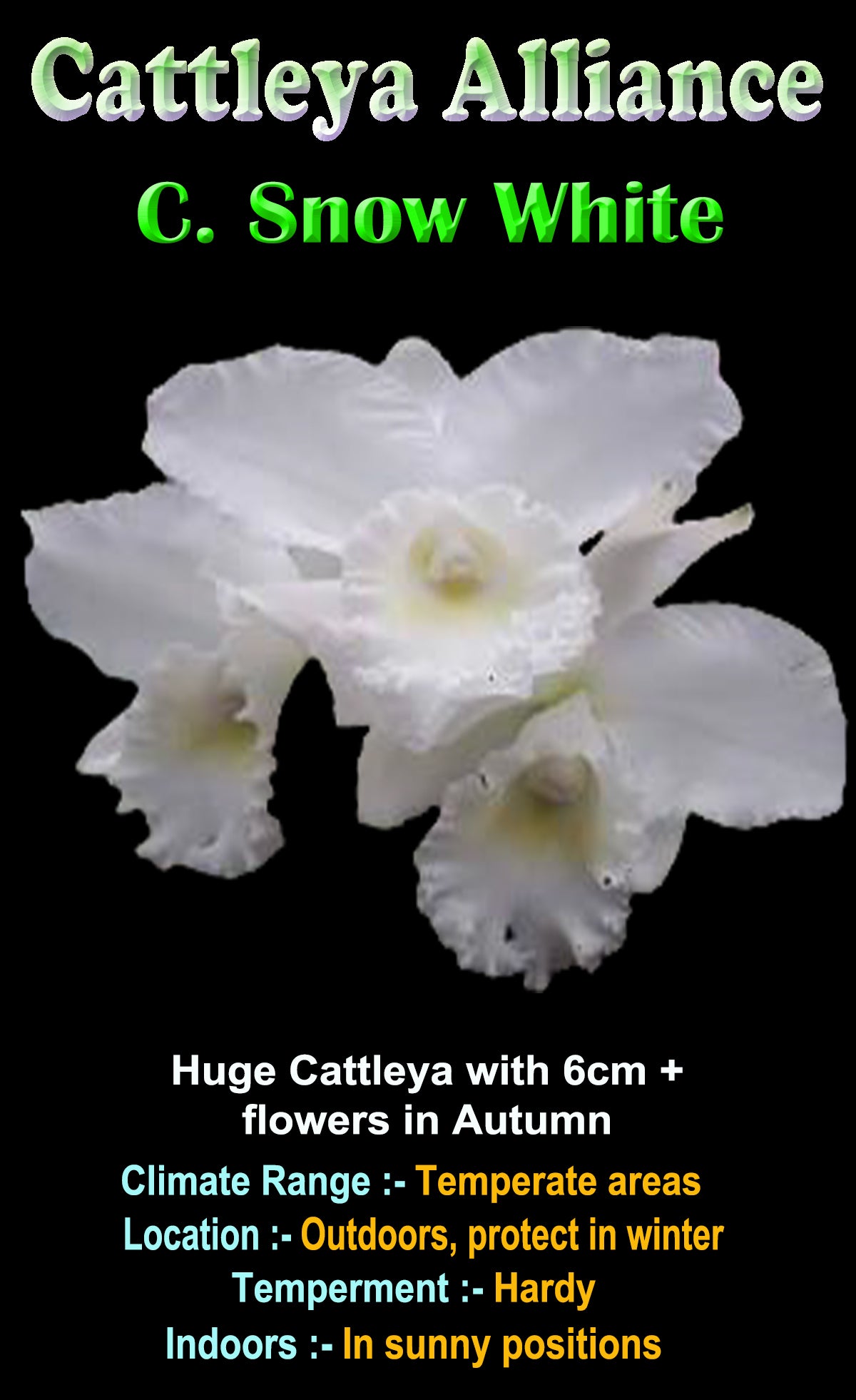 Cattleya Allience Snow White